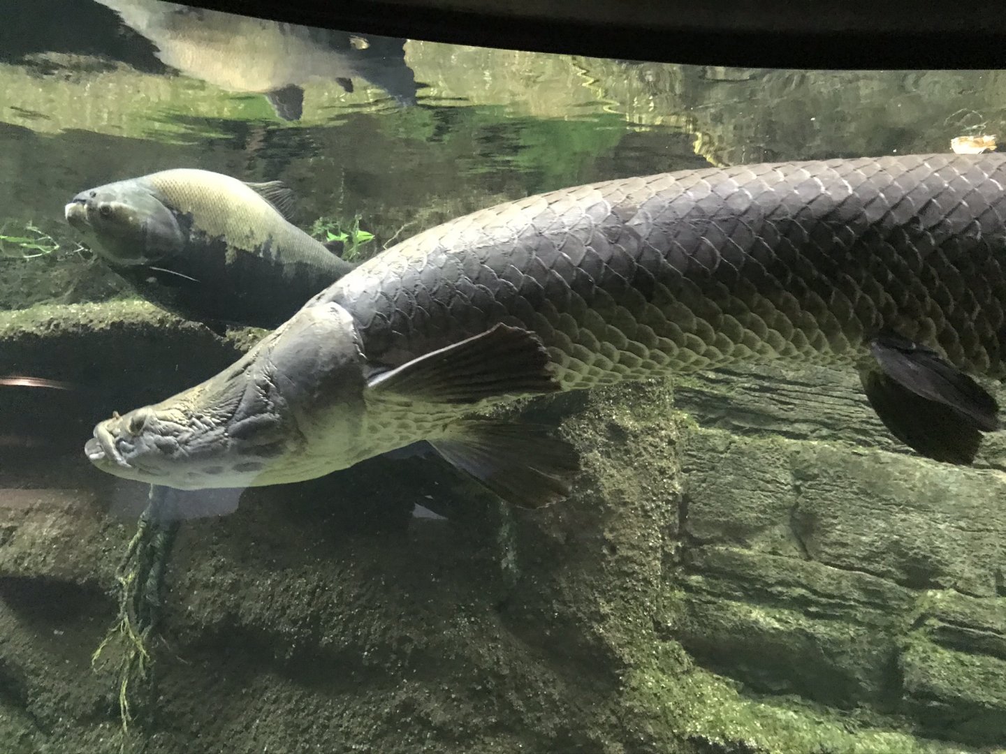 Arapaima
