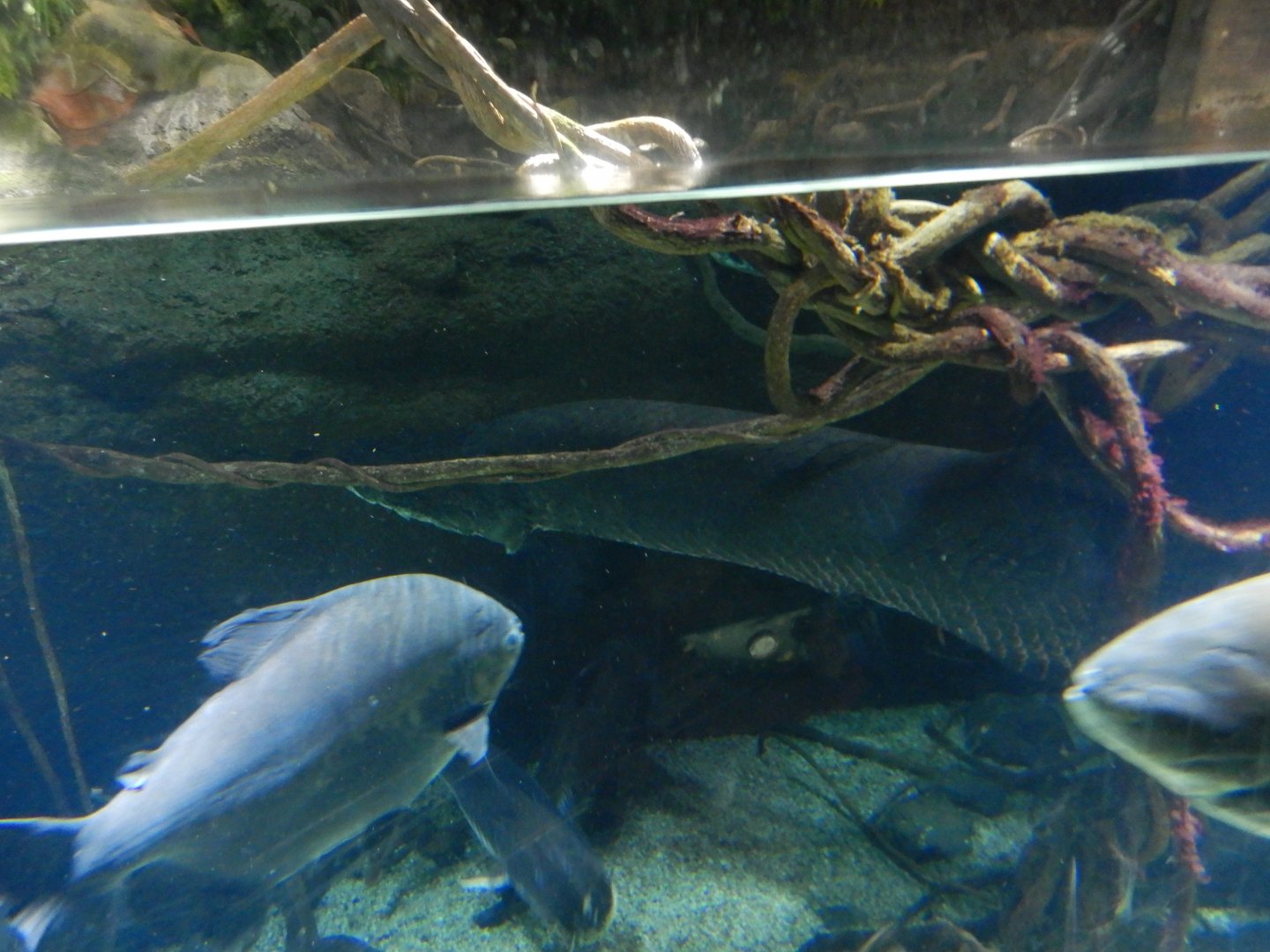 Arapaima