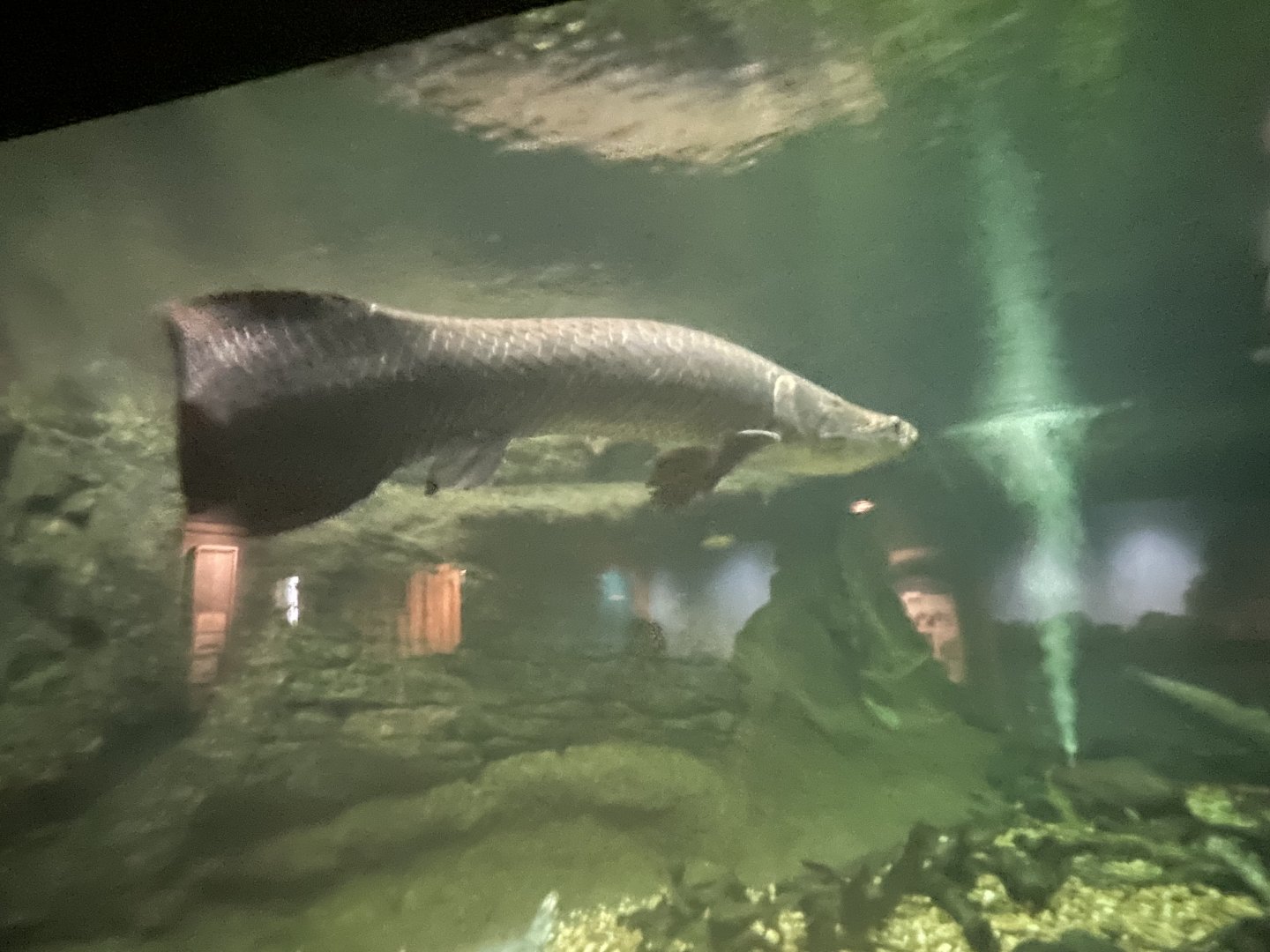 Arapaima
