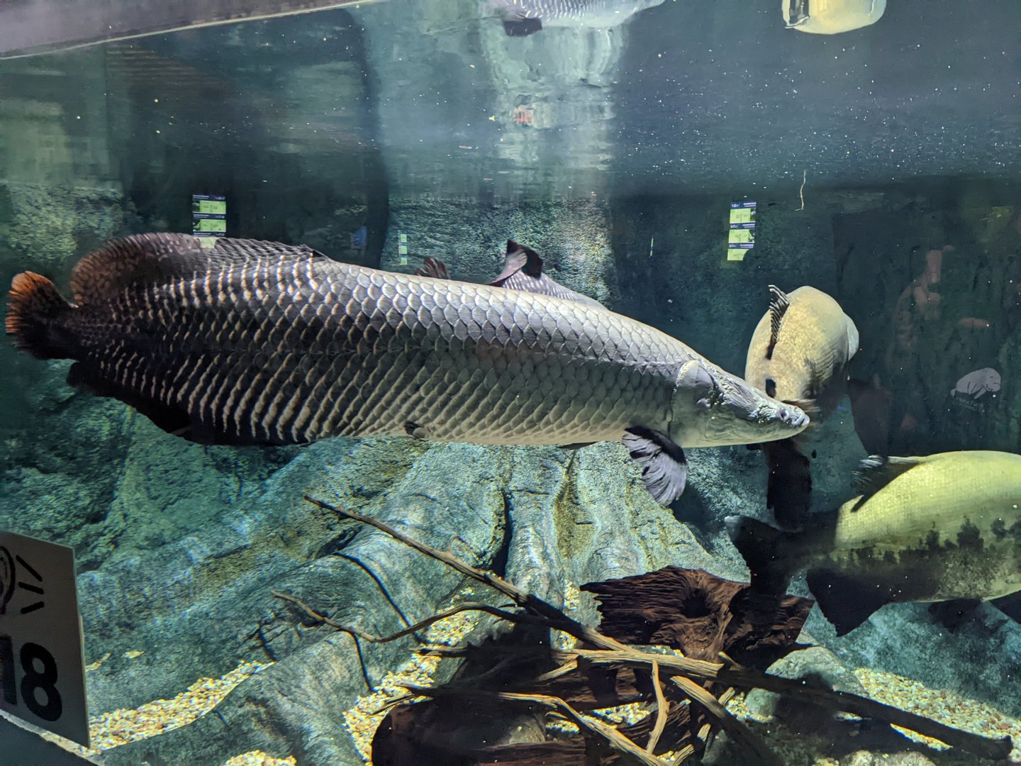 Arapaima