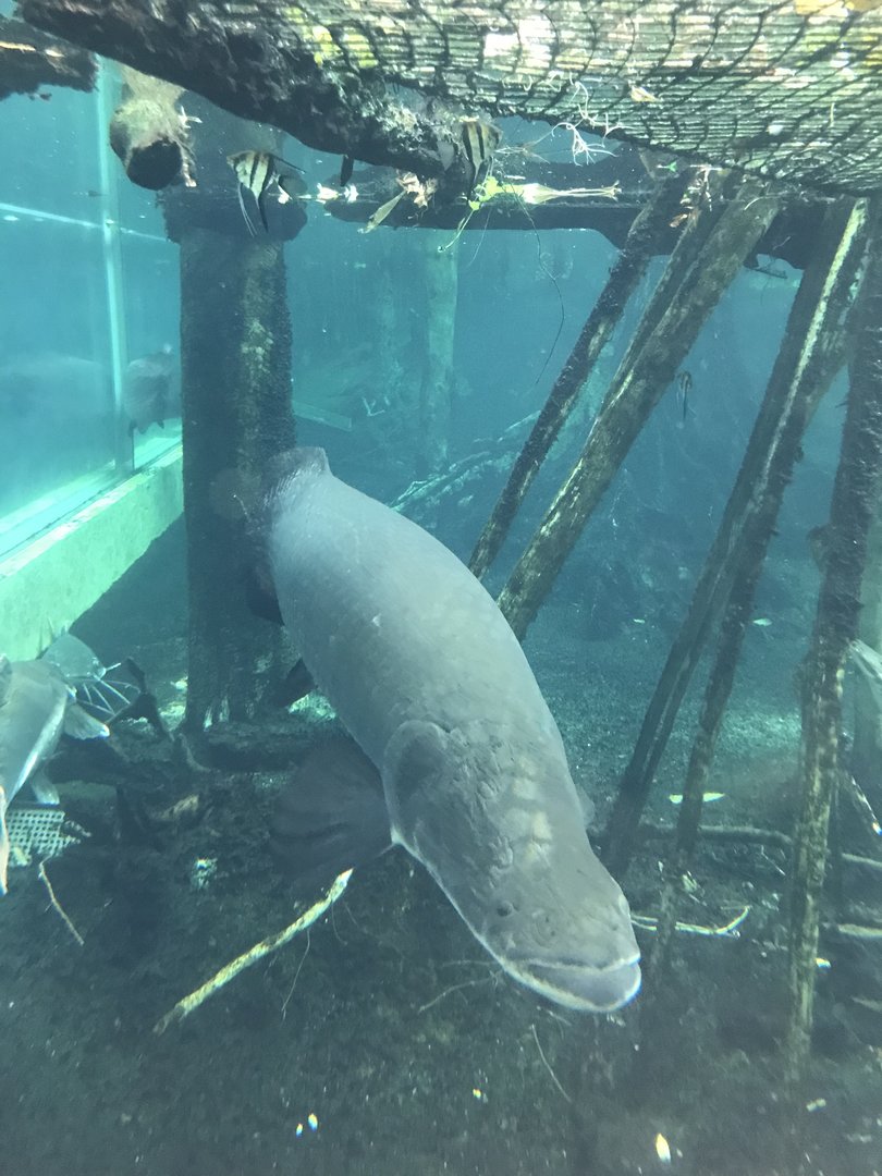 Arapaima