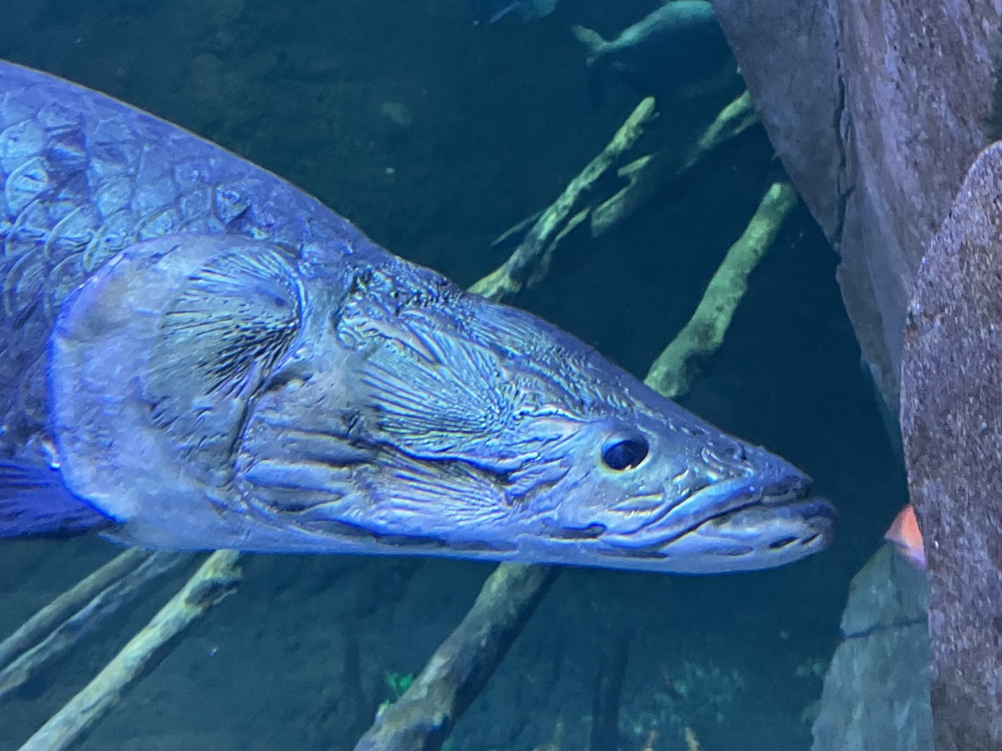 Arapaima