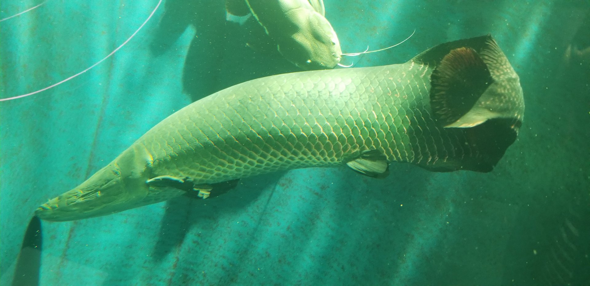 Arapaima