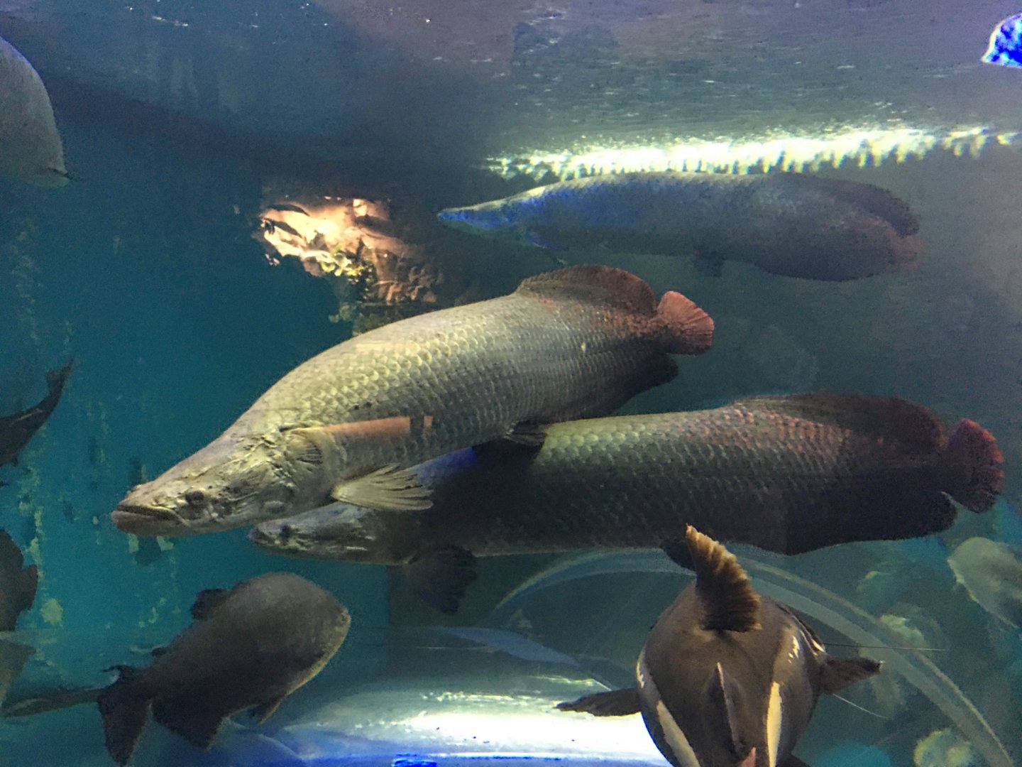 Arapaima