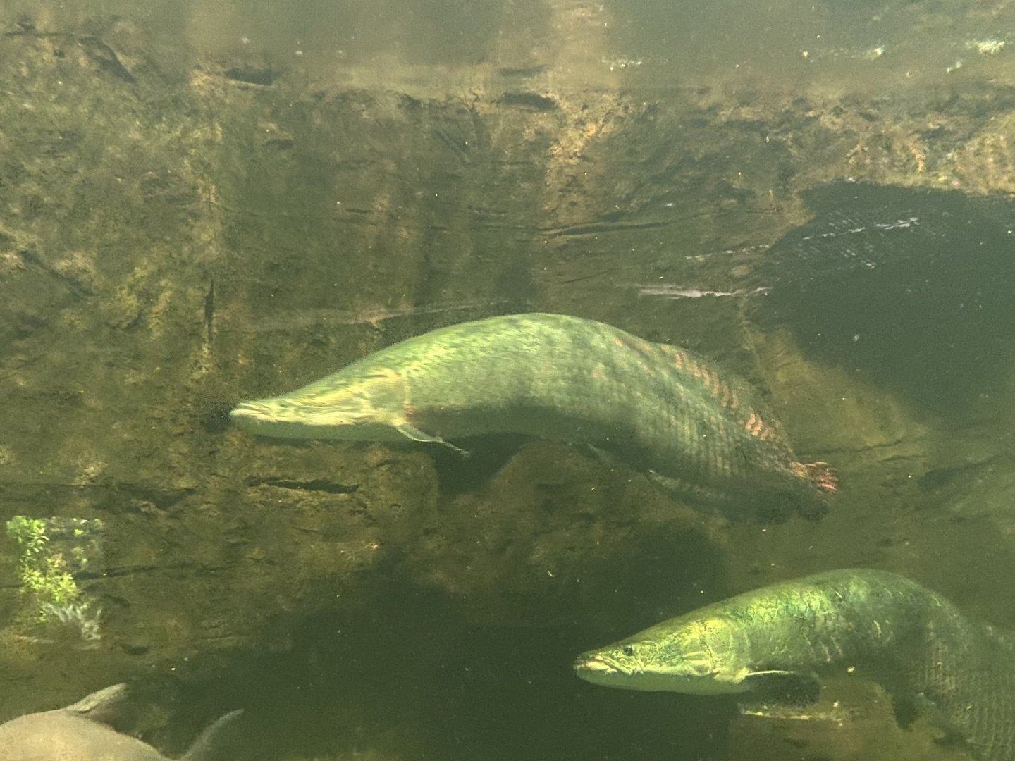 Arapaima