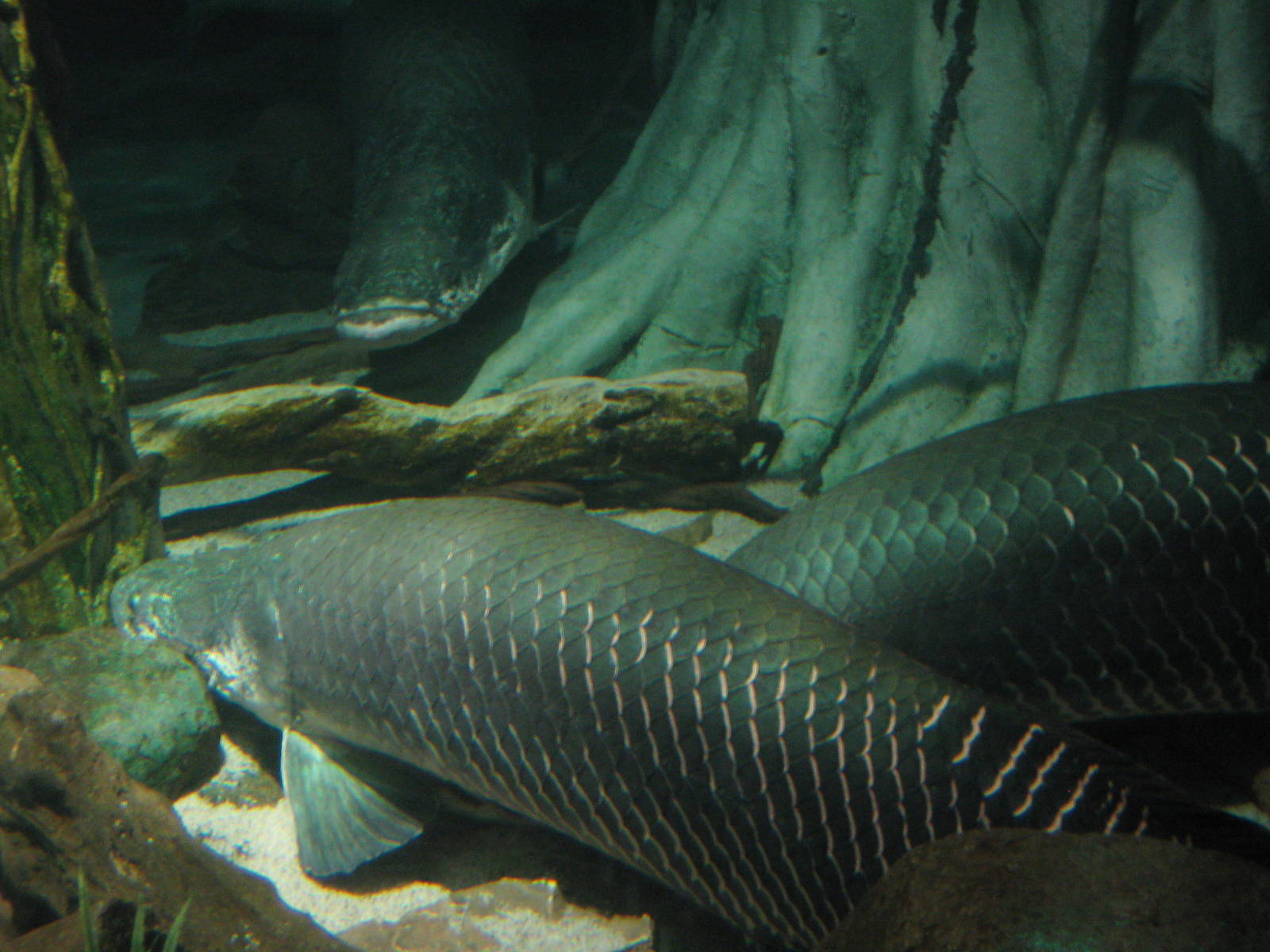 arapaima