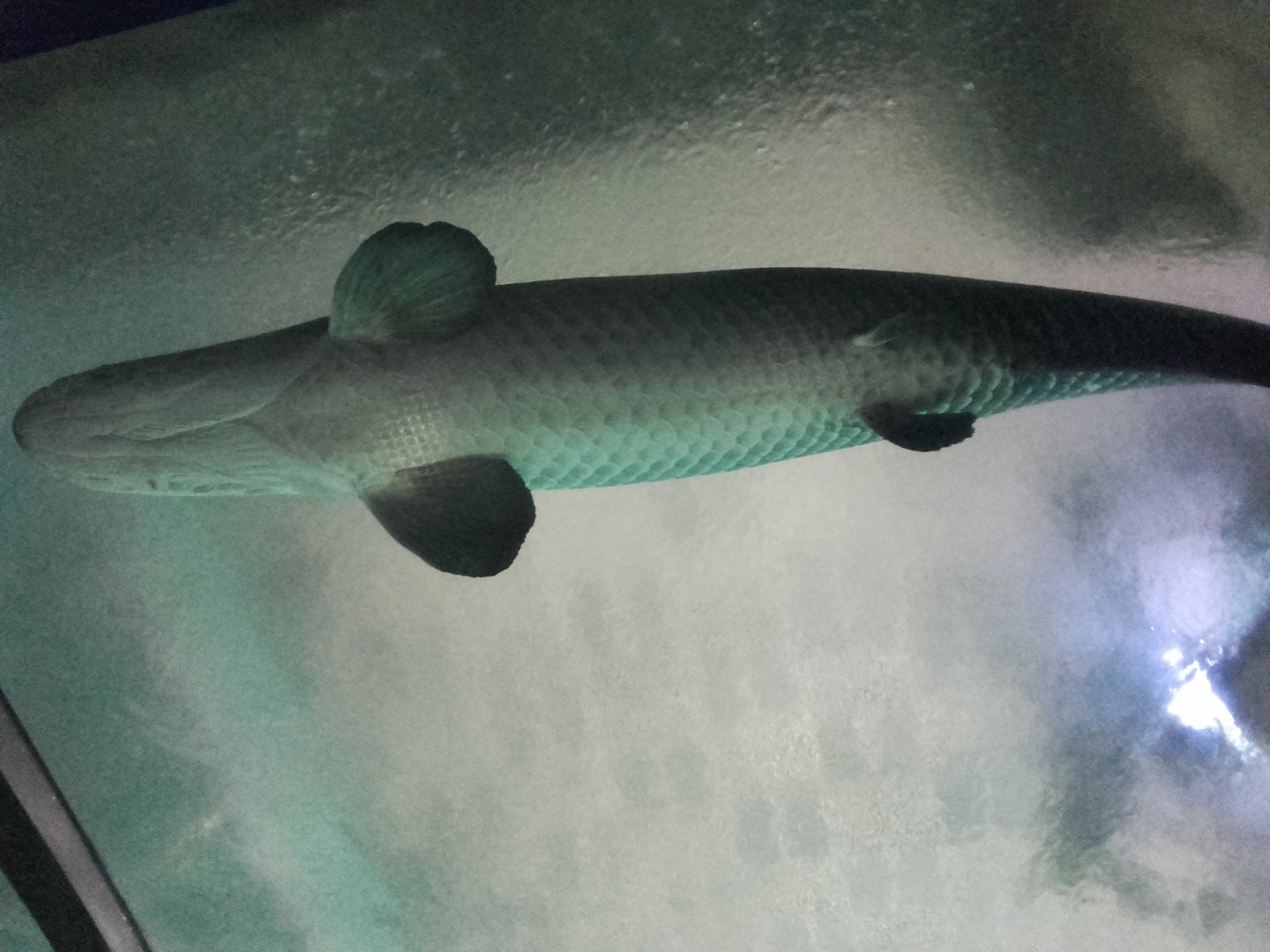 Arapaima's belly