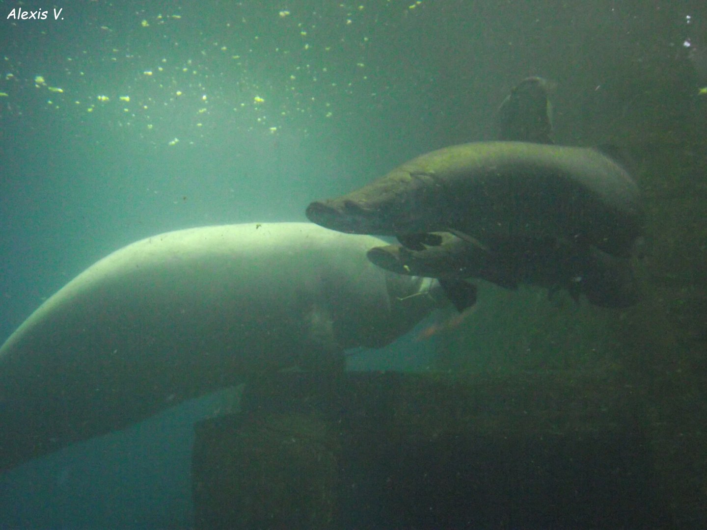 Arapaimas & Caribbean Manatees - Zooparc de Beauval - 13/10/2024