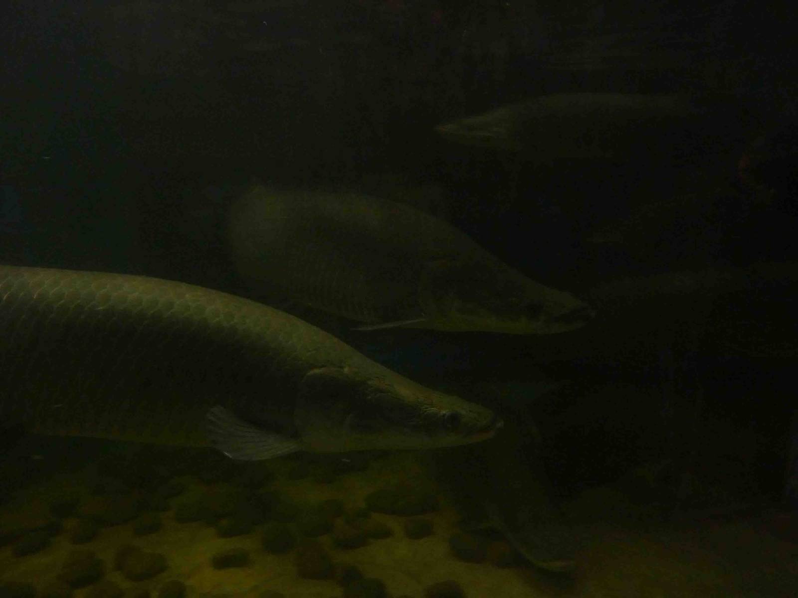 Arapaimas, May 2013.