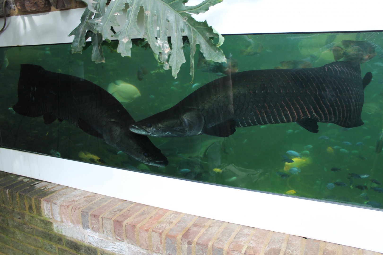 Arapaima's