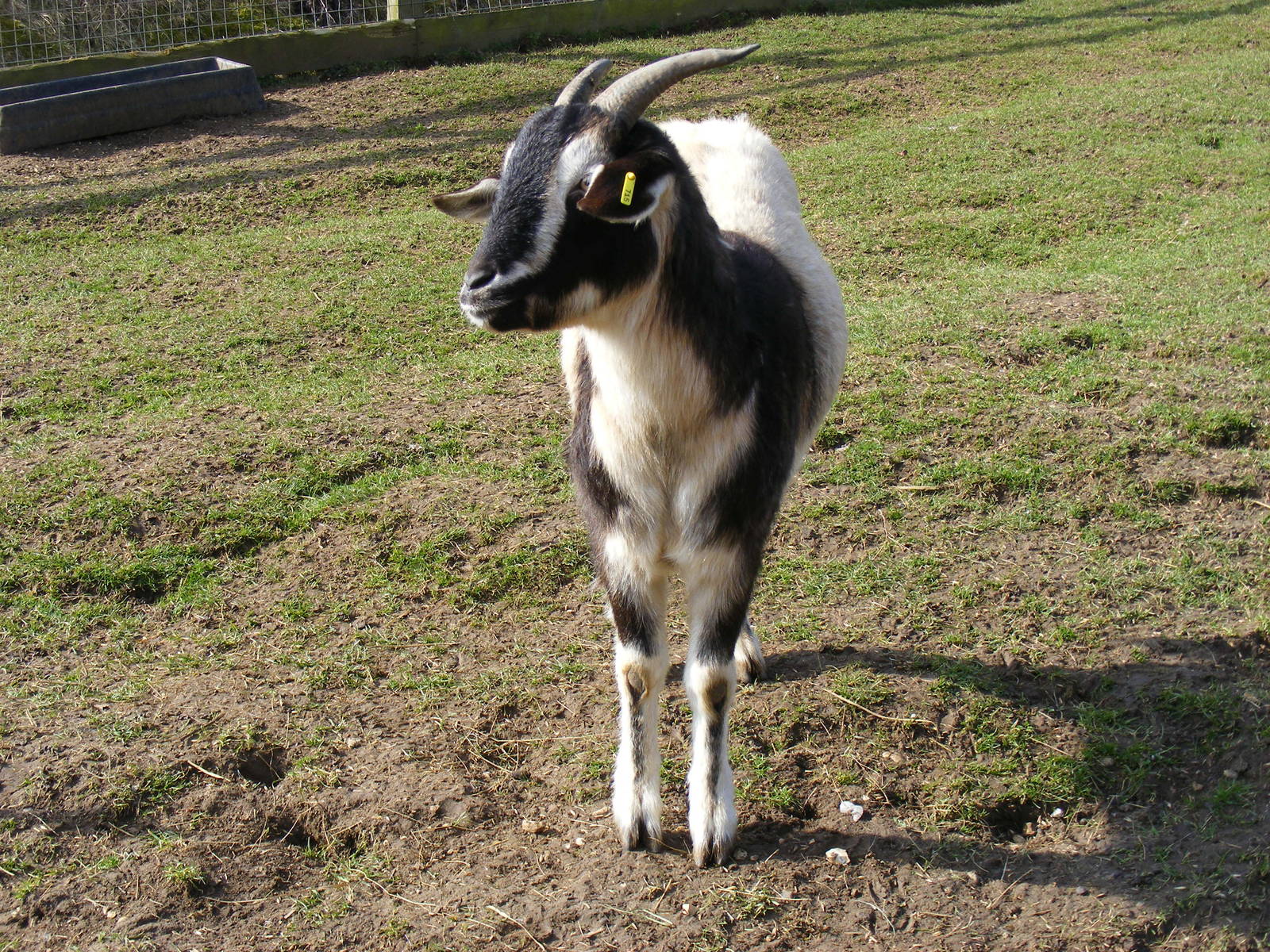 Arapawa goat at Beale Park, 13th March 2010