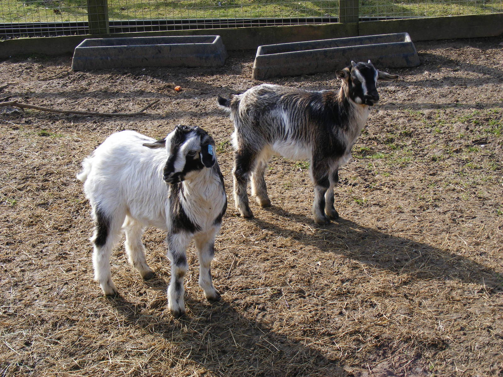 Arapawa goat kids at Beale Park, 13th March 2010