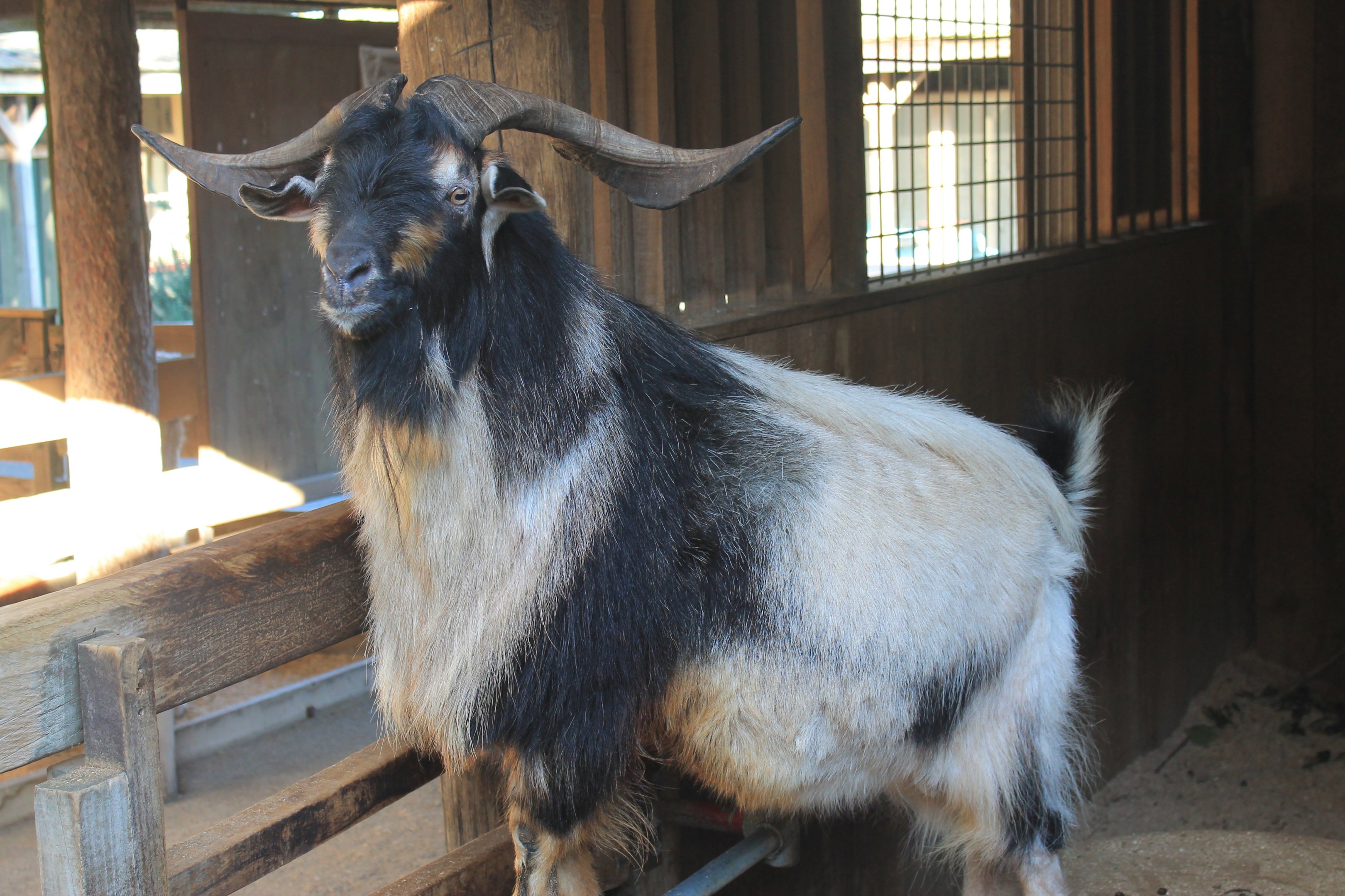 Arapawa Island Goat