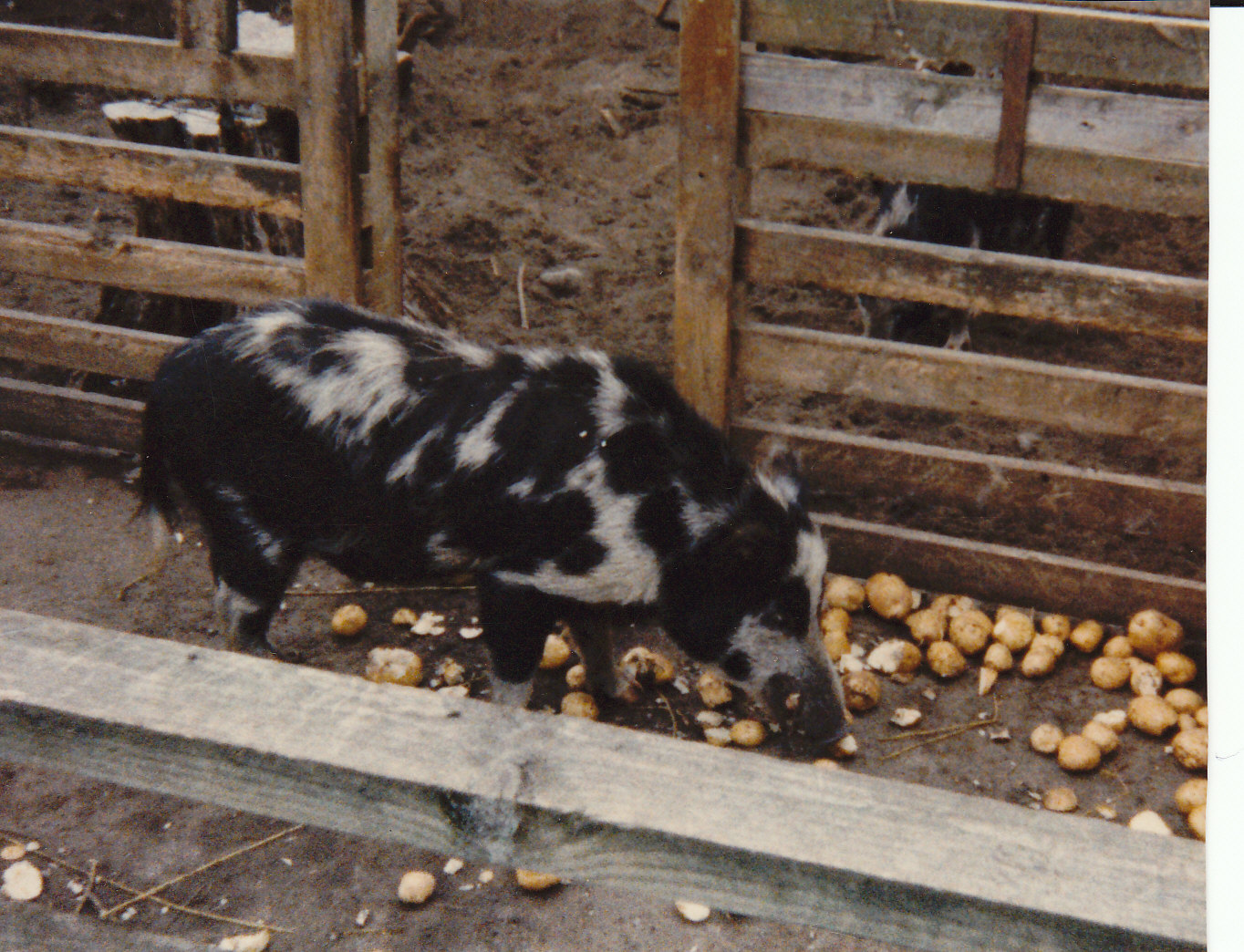 Arapawa Island Pig, Spencerville Wildlife Reserve