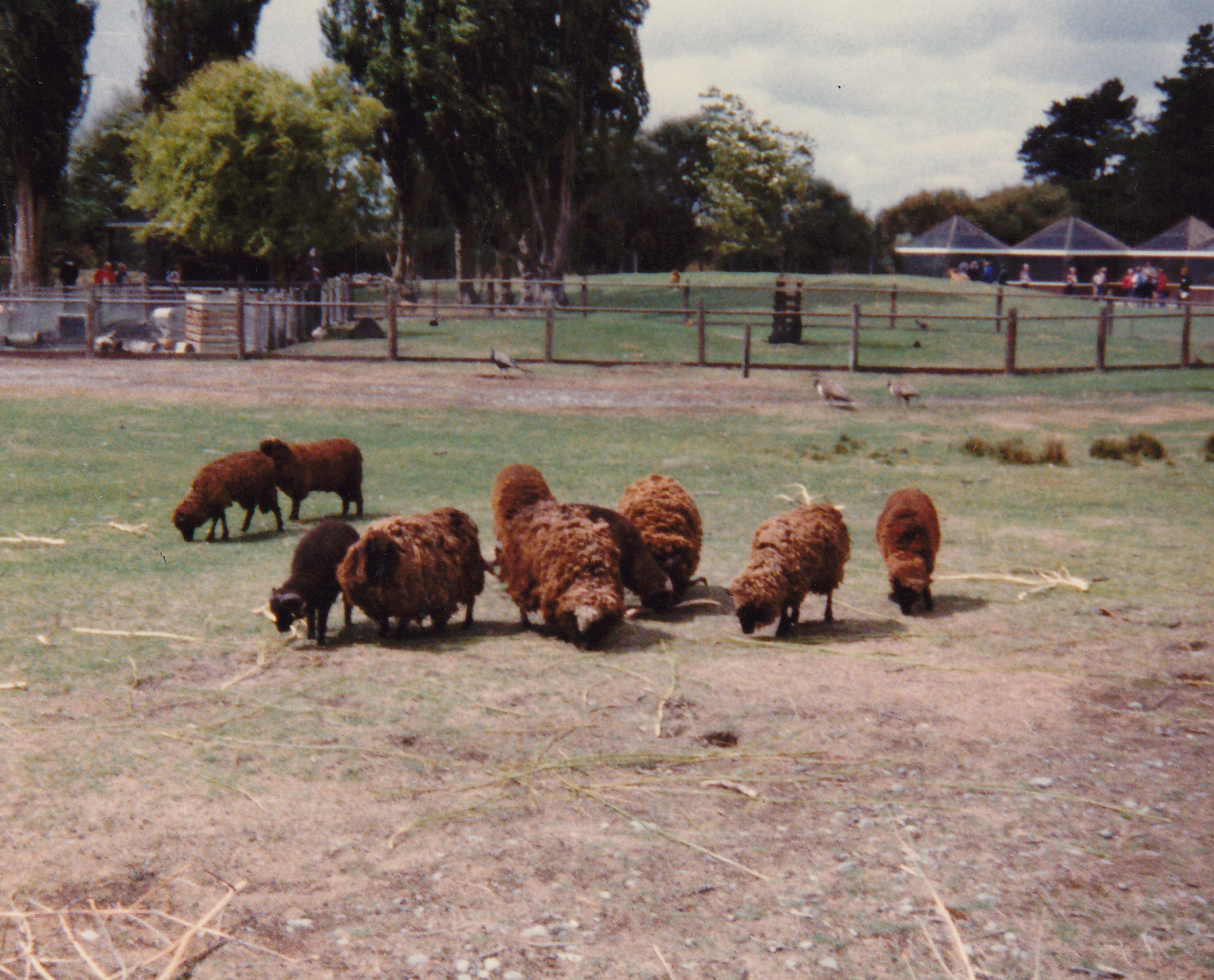 Arapawa Island Sheep, Spencerville Wildlife Reserve