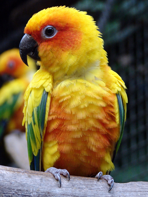 Aratinga solstitialis / Sun conure
