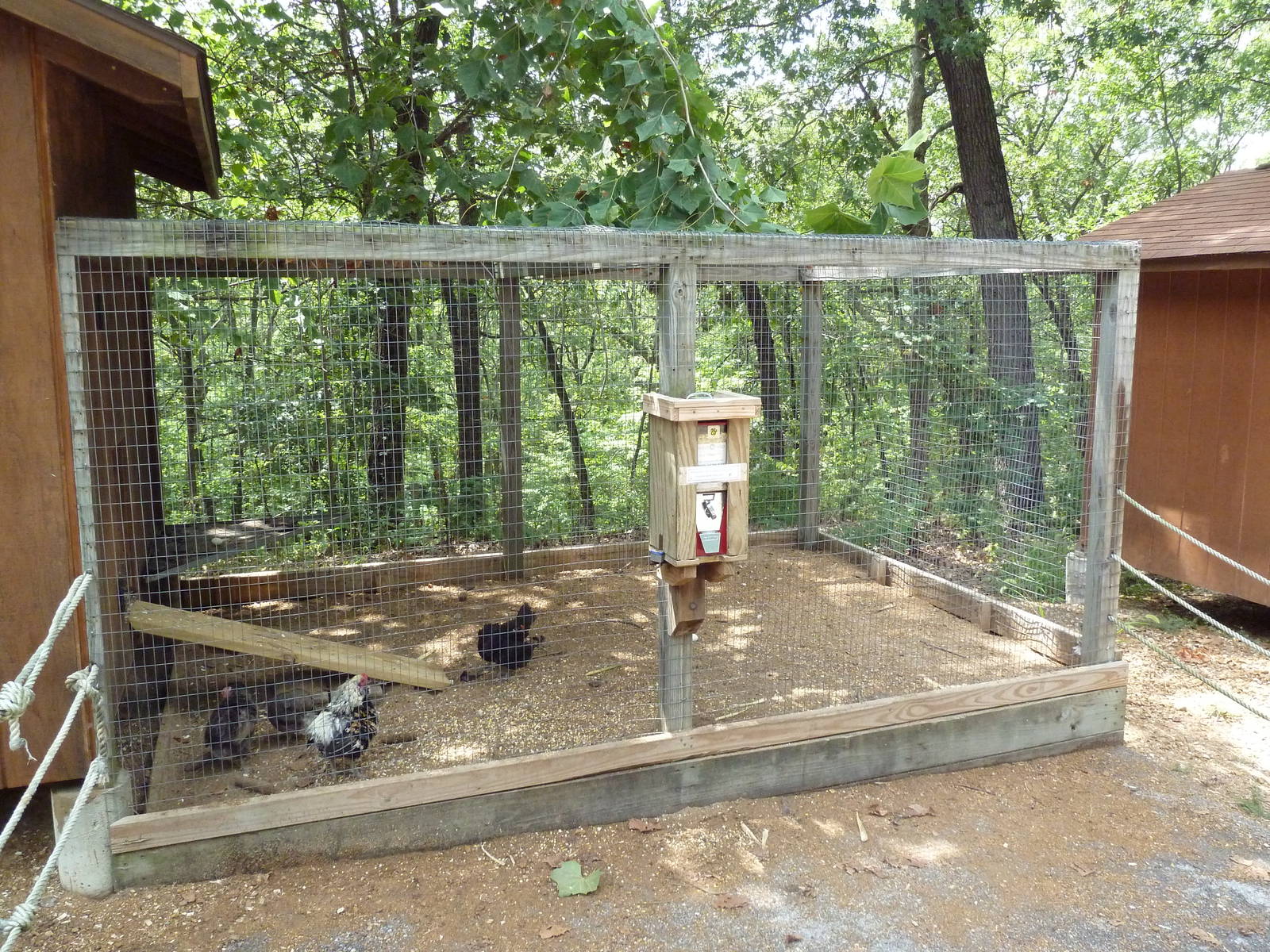 Araucana Chicken Coop