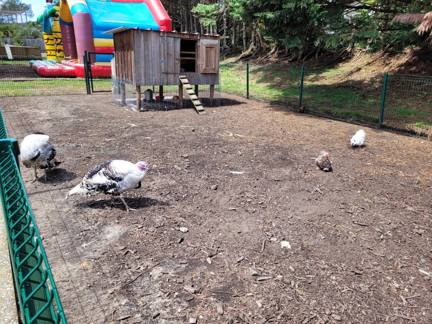 Araucana, Silkie bantam and Royal turkey exhibit -Zoo du bassin d'Arcachon (2024)