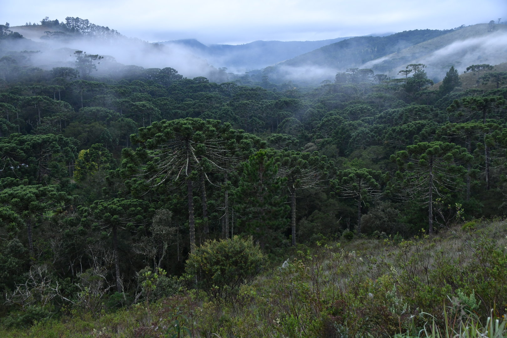 Araucaria forest