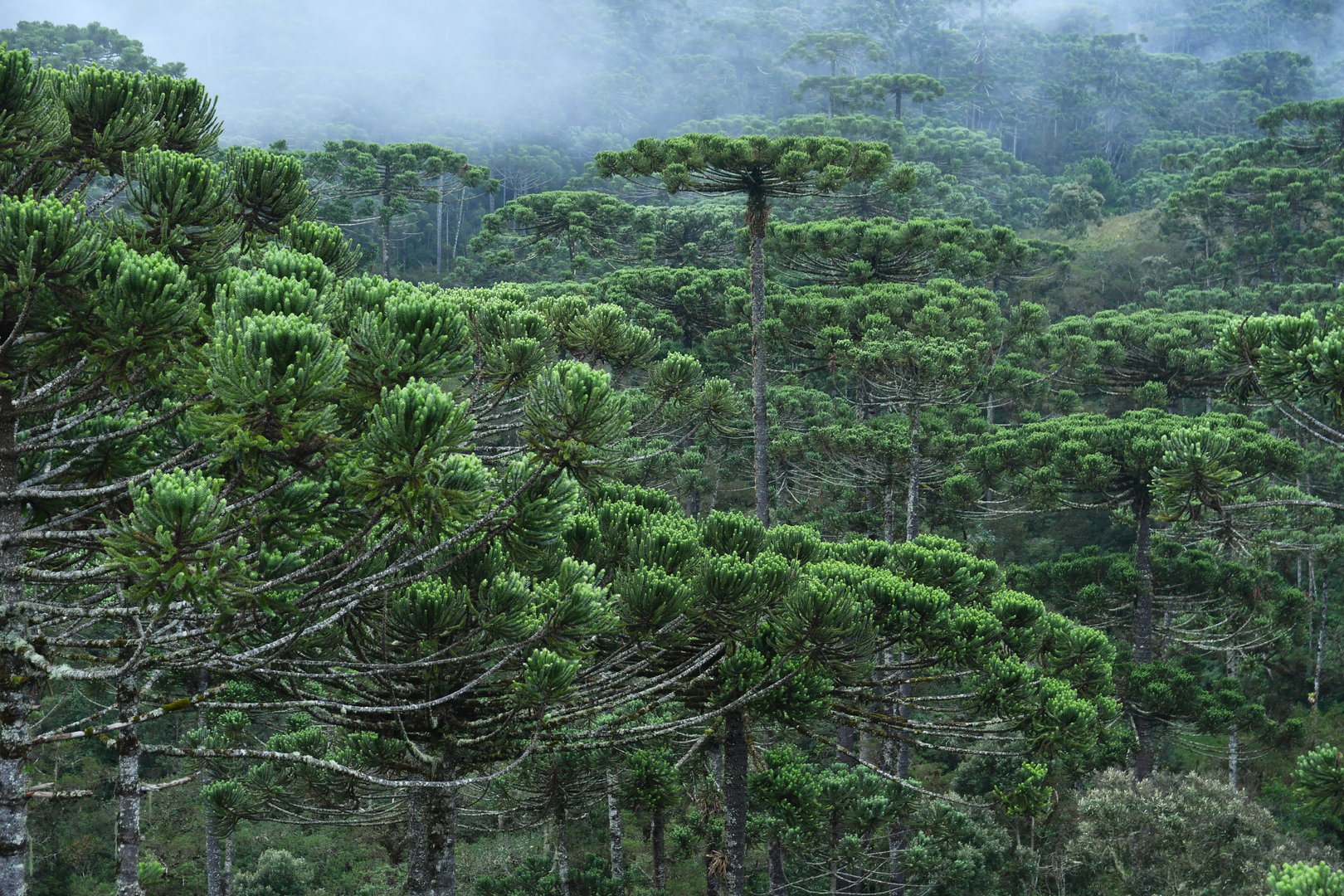 Araucaria forest