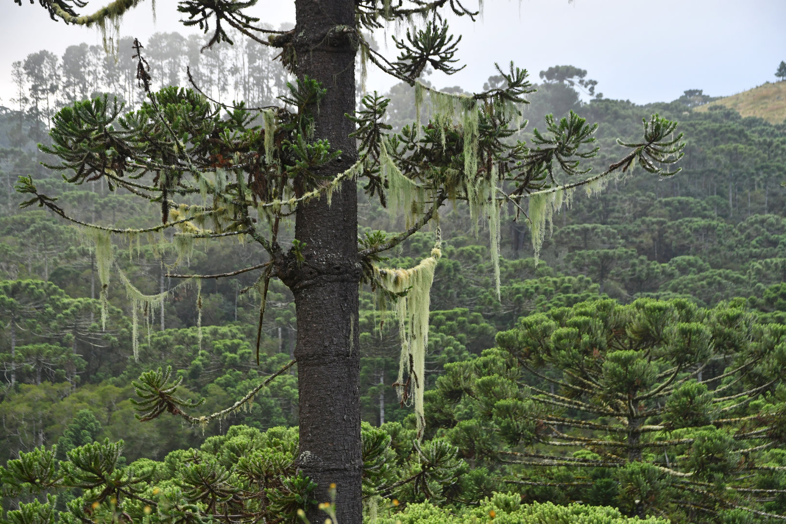 Araucaria forest