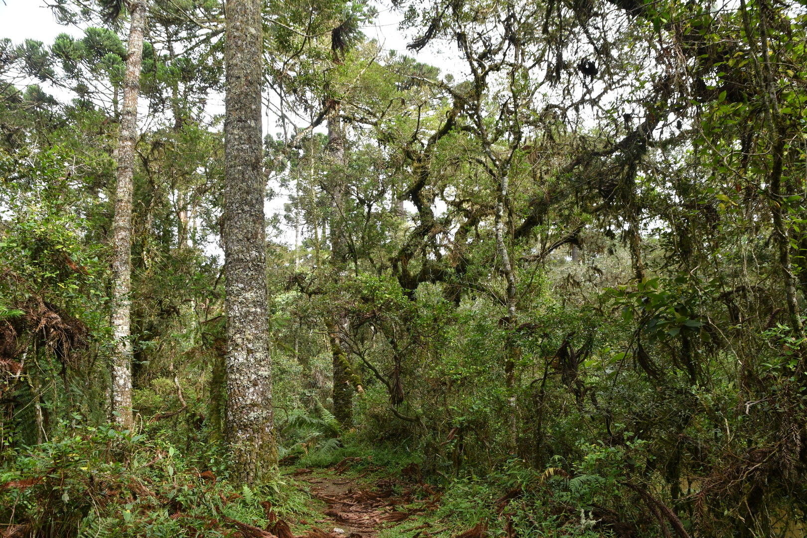 Araucaria forest