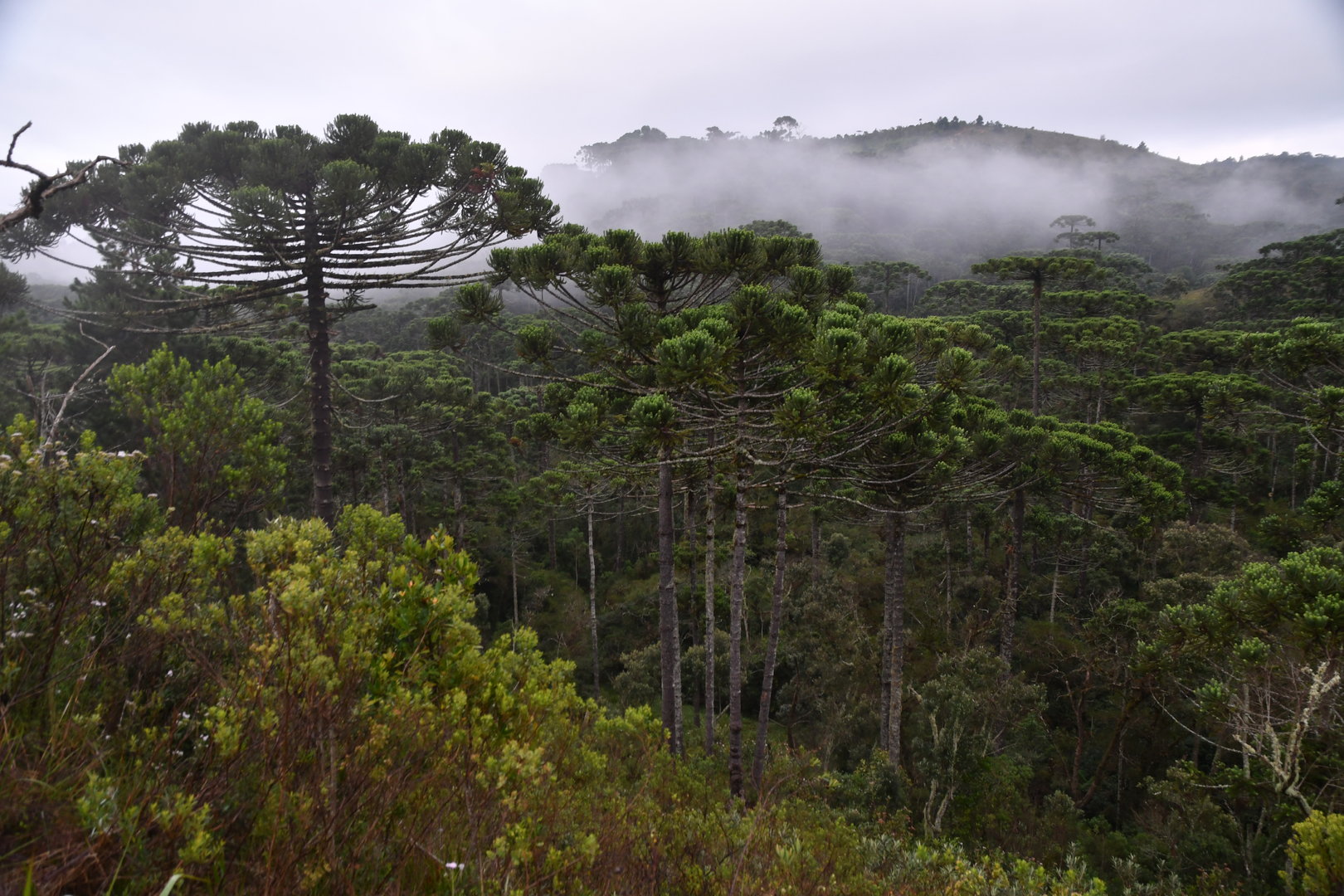 Araucaria forest
