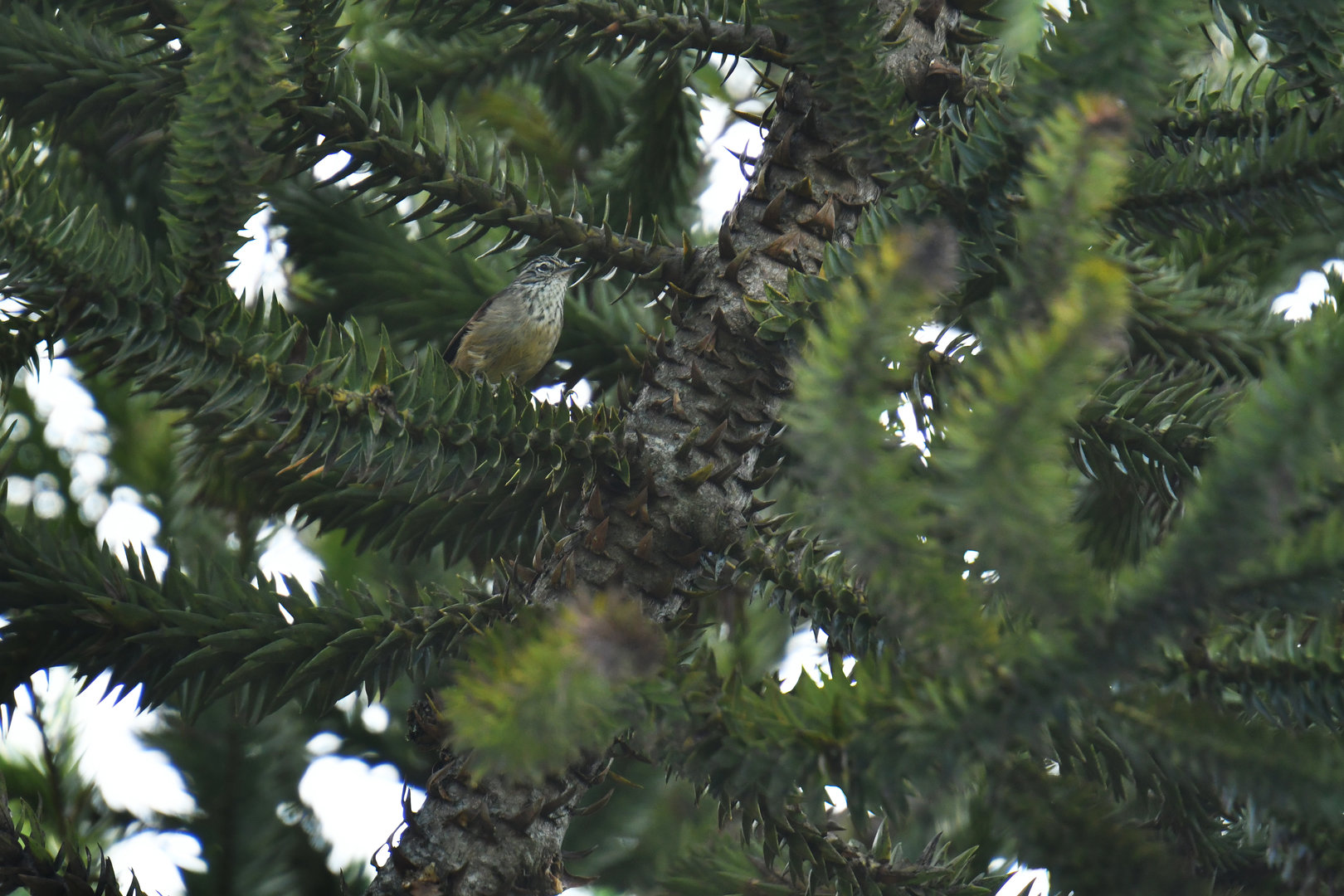 Araucaria Tit-Spinetail Leptasthenura setaria