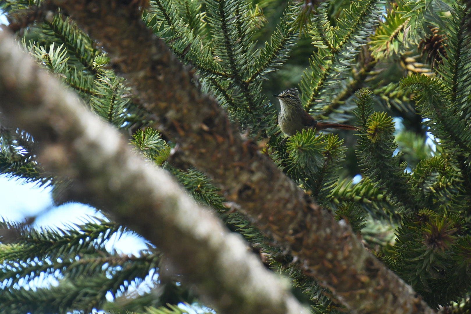 Araucaria Tit-Spinetail Leptasthenura setaria