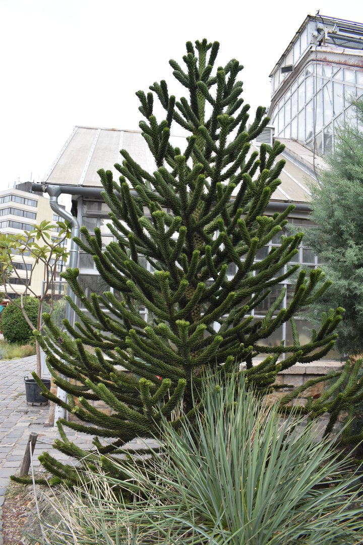 Araucaria