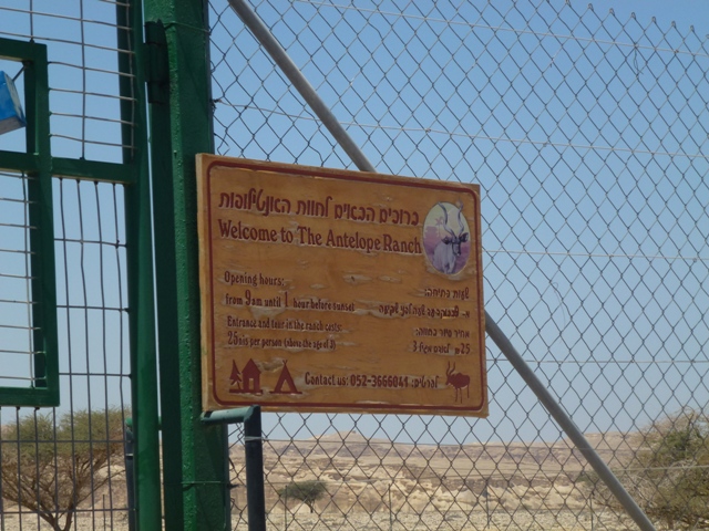 Arava Antelope Farm 23.4.13