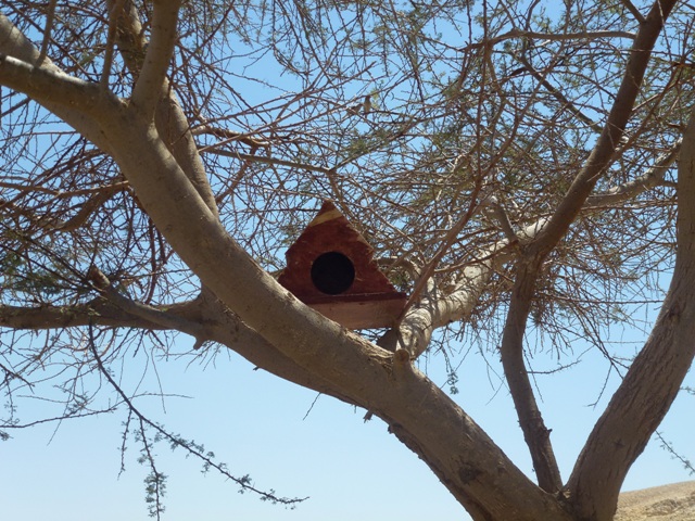 Arava Antelope Farm 23.4.13