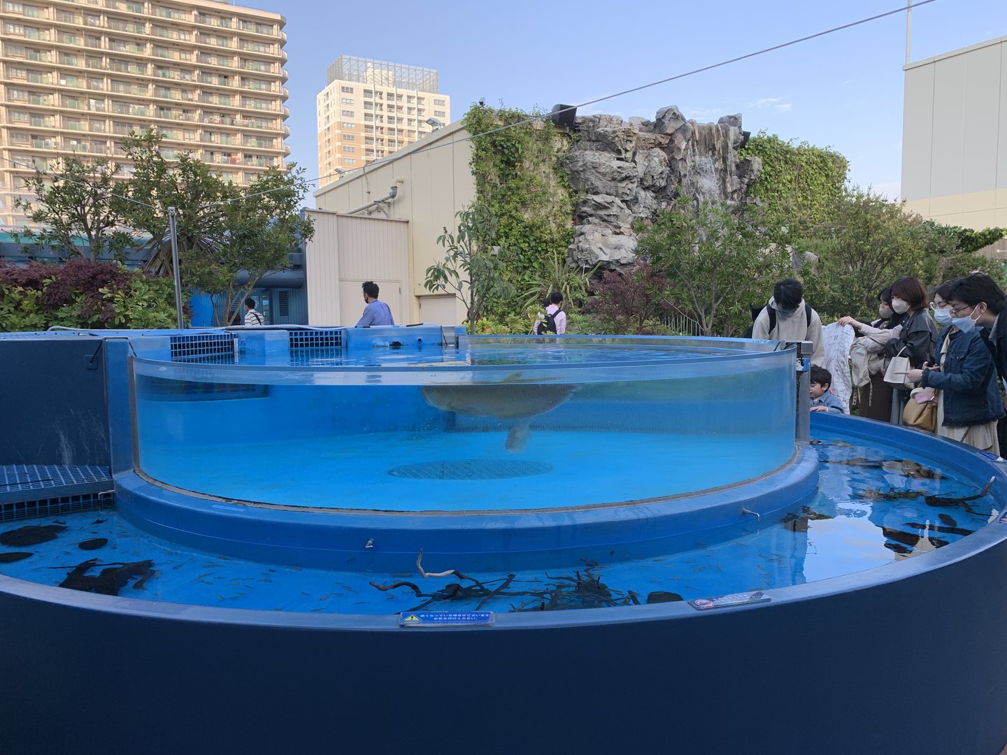 Arawana and Dorado Tank