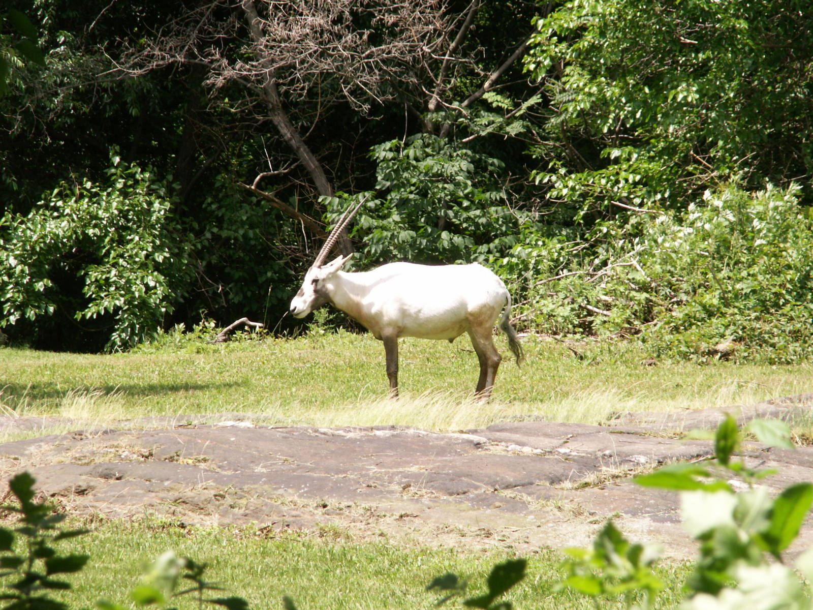 arbian oryx