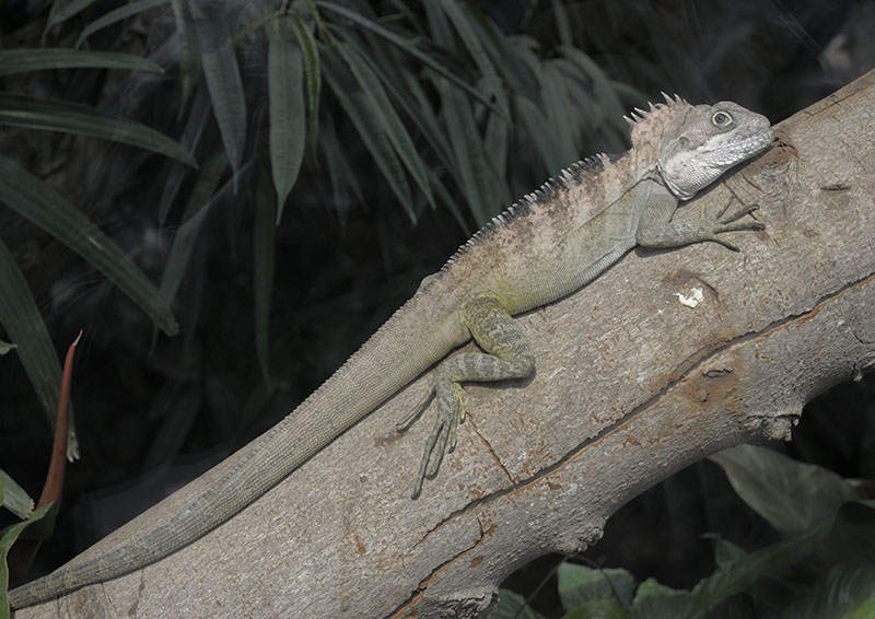 Arboreal agamid lizard