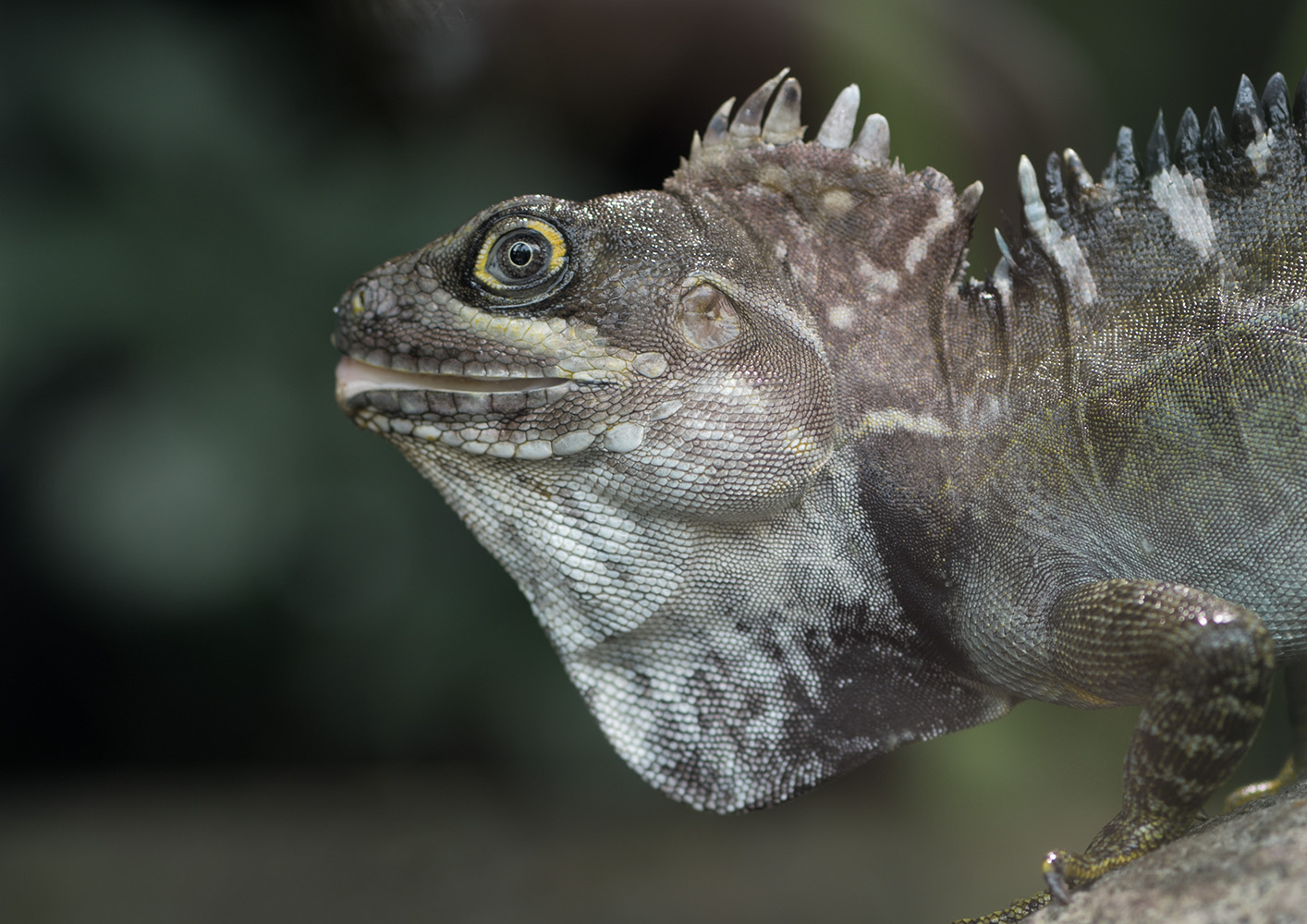 Arboreal agamid lizard