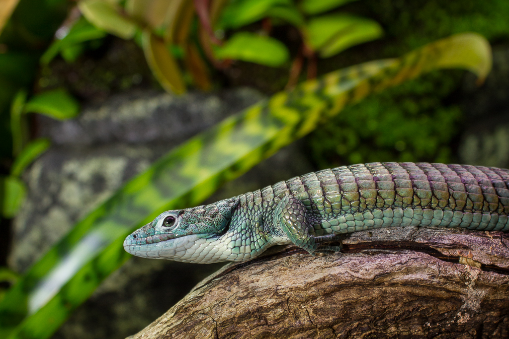 Arboreal alligator lizard - Abronia graminea