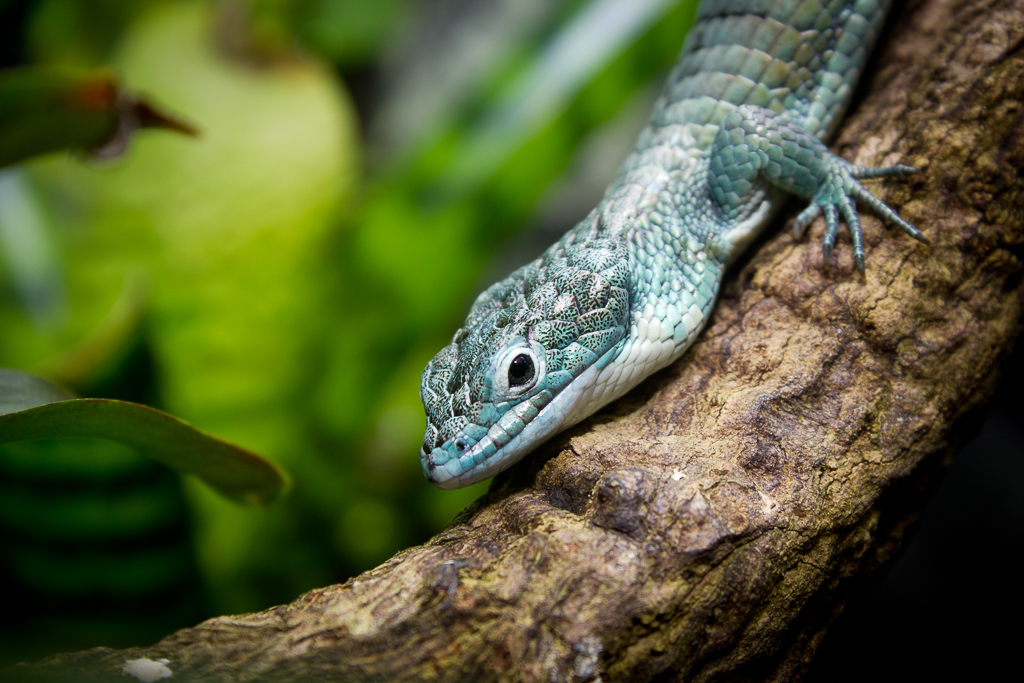 Arboreal alligator lizard - Abronia graminea