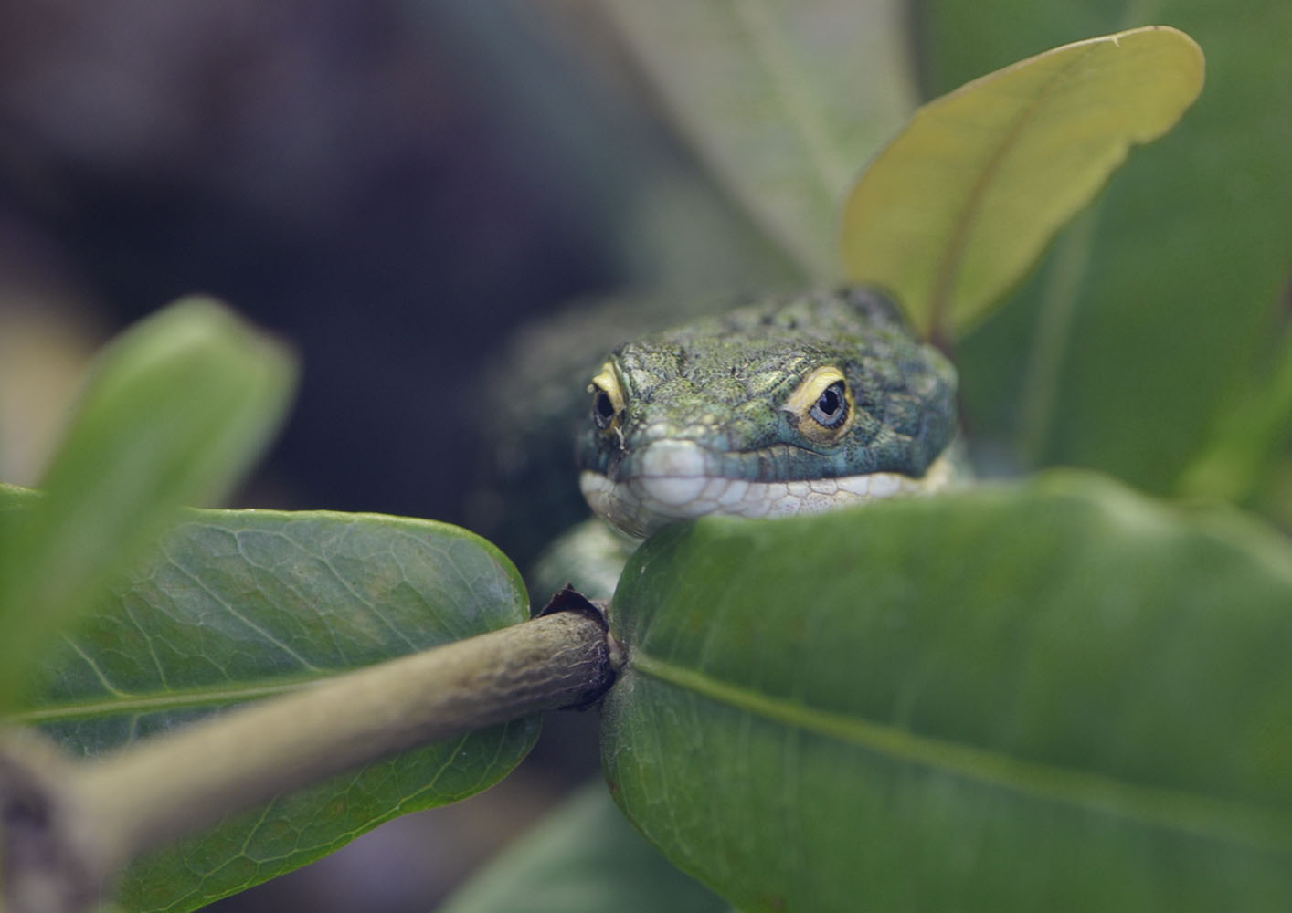 Arboreal alligator lizard