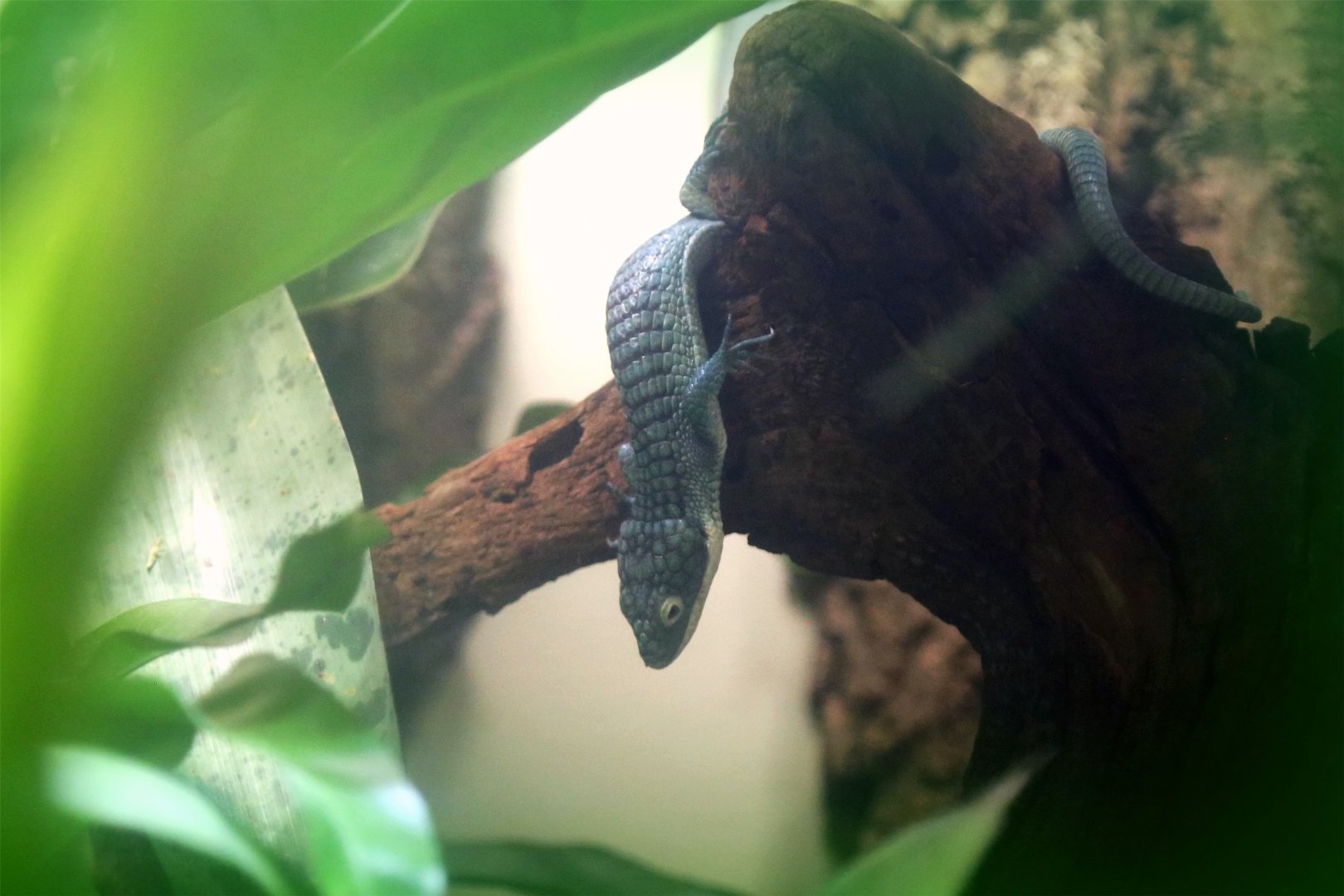 Arboreal Alligator Lizard