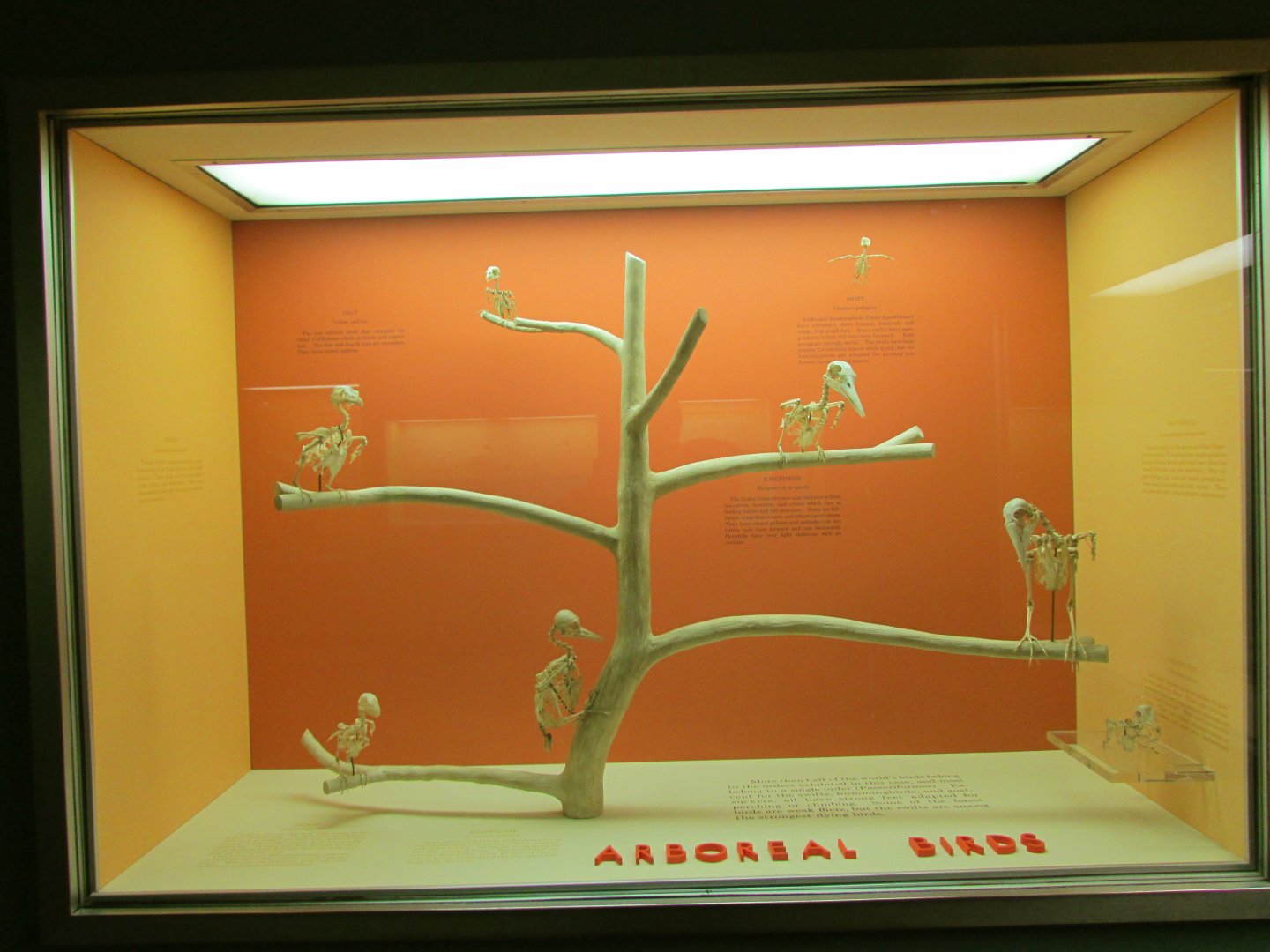 Arboreal Bird Skeletons