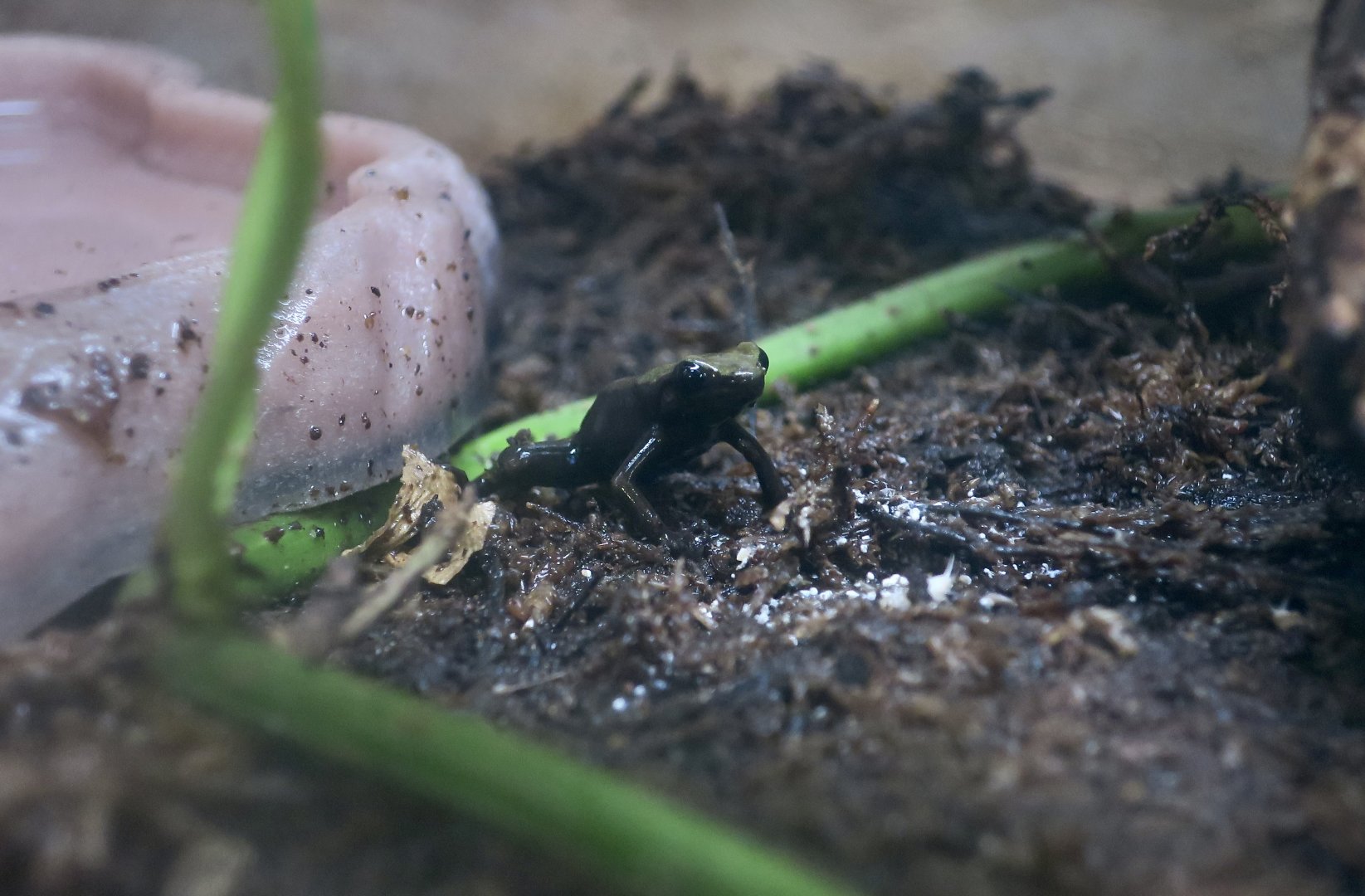 Arboreal Mantella (Mantella laevigata)