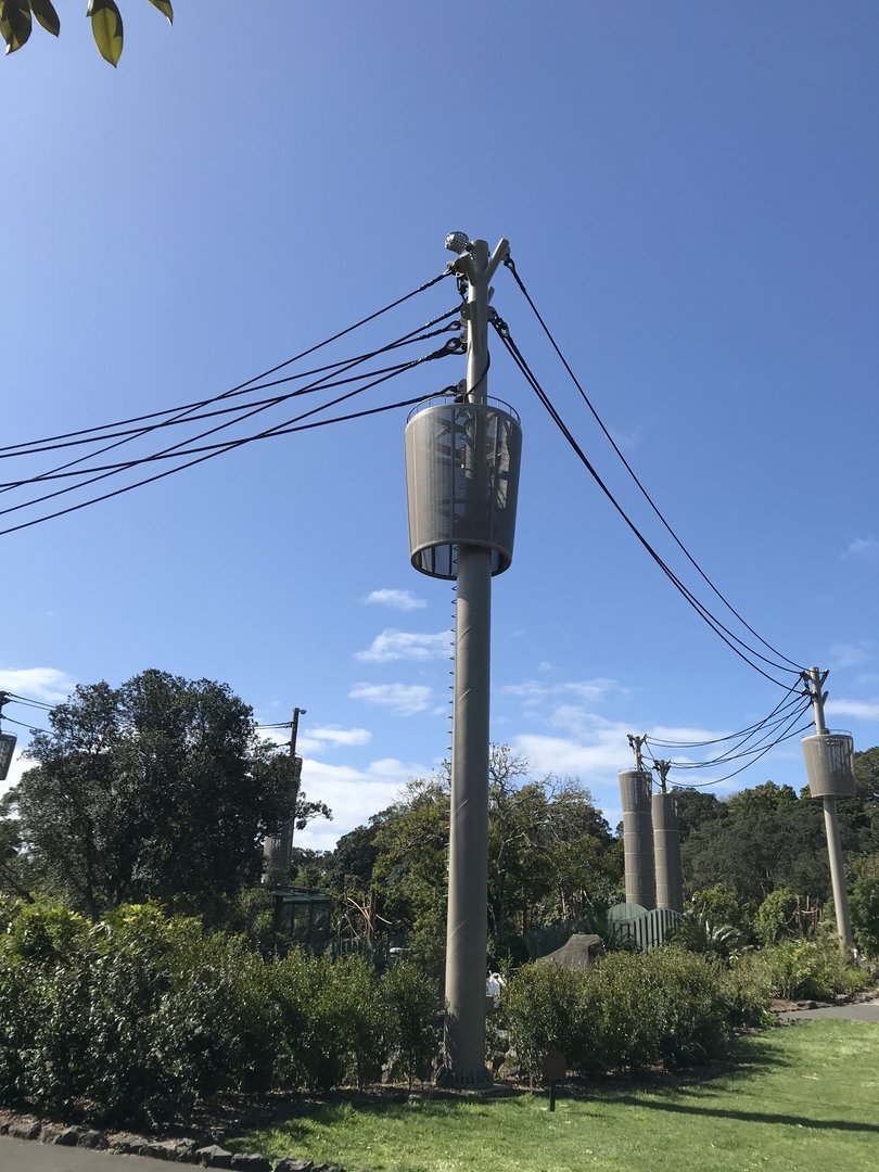 Arboreal Orangutan and Saimang ropes
