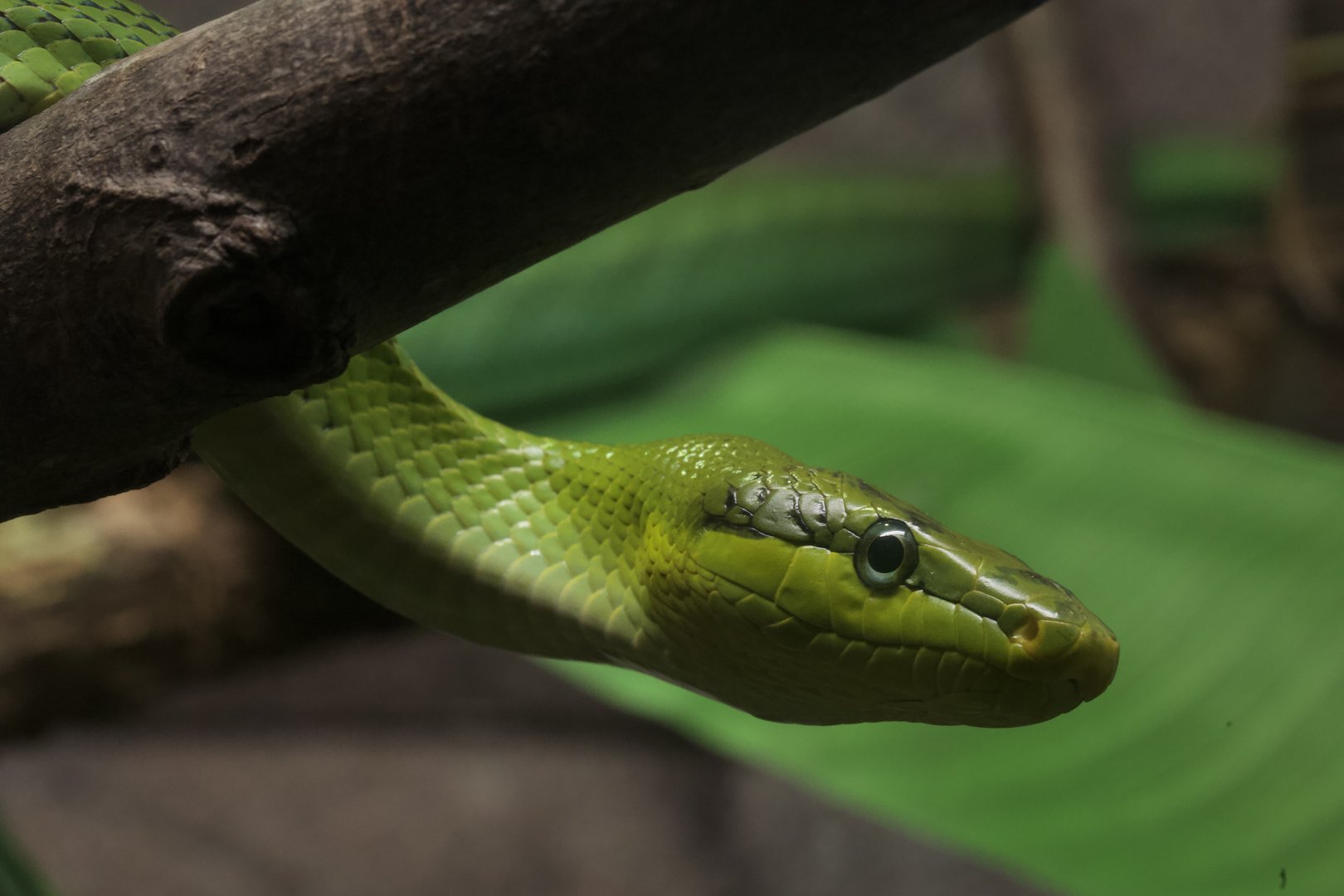 Arboreal Rat Snake/ Gonyosoma oxycephalum