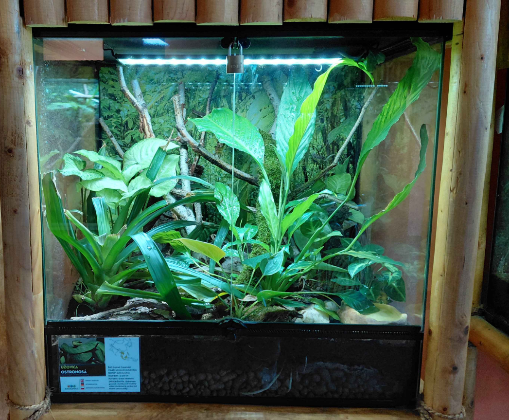 Arboreal ratsnake exhibit