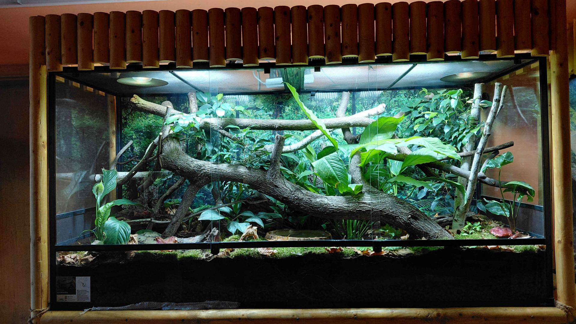 Arboreal ratsnake exhibit