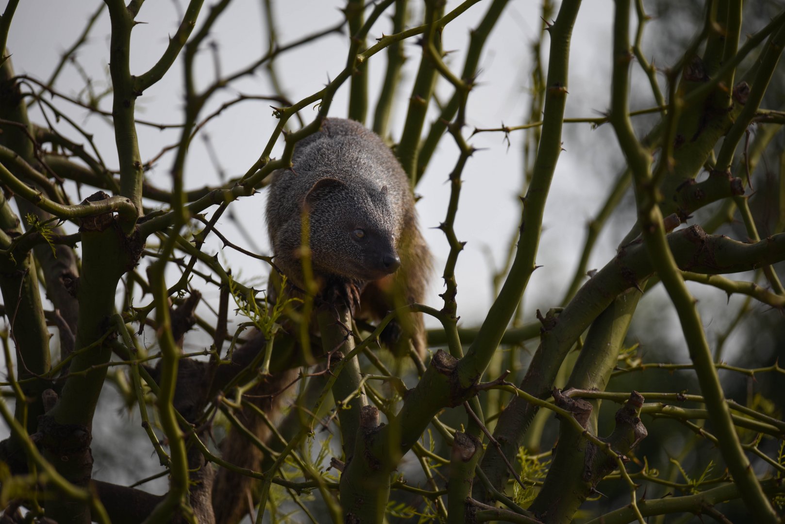 Arboricol egyptian mongoose - Herpestes ichneumon
