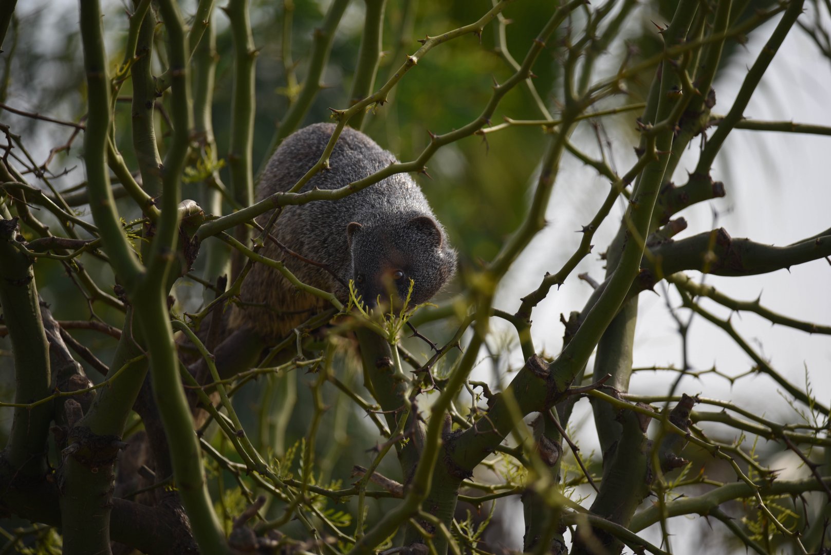 Arboricol egyptian mongoose - Herpestes ichneumon