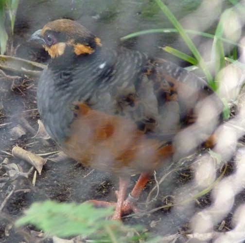 Arborophila javanica