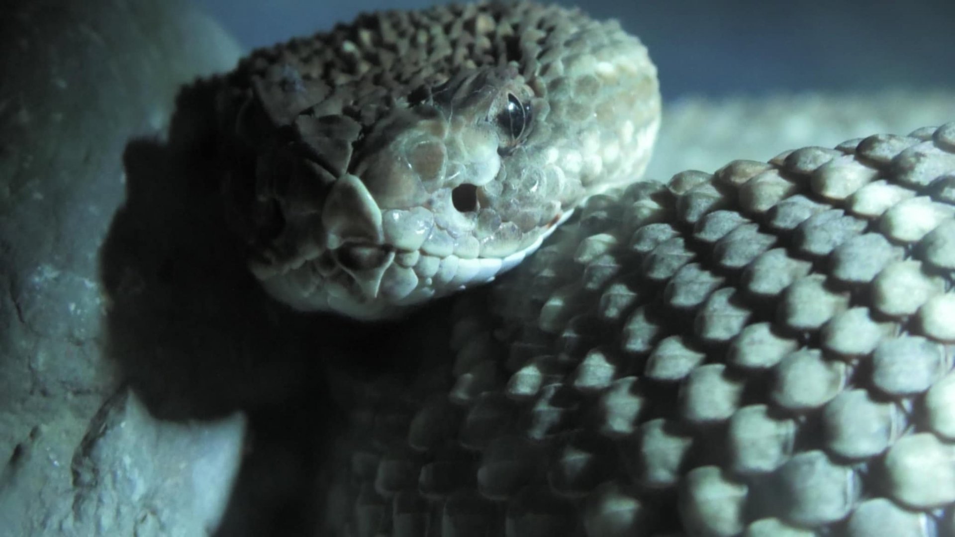 Arbua island rattlesnake